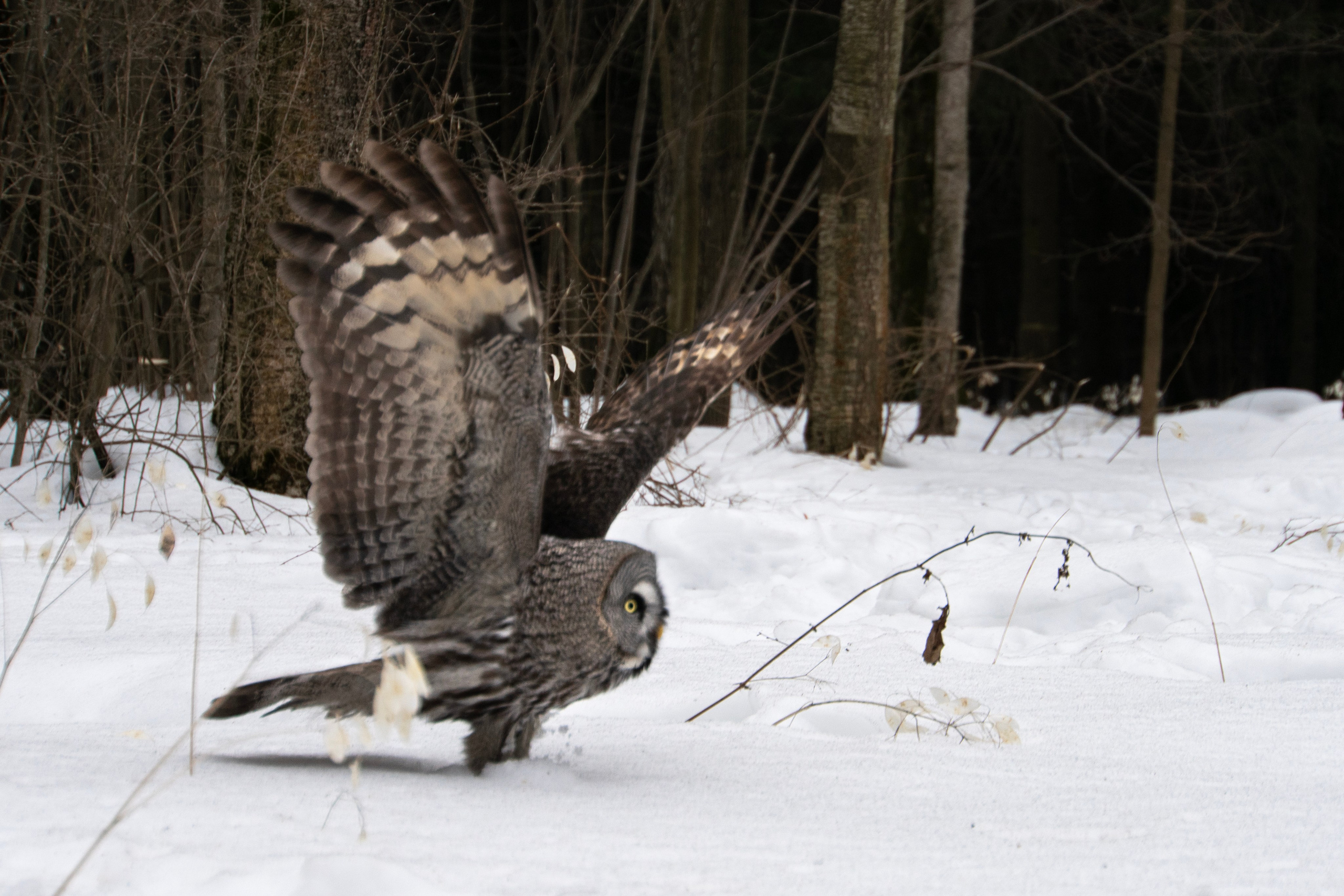 Удивительные мир птиц. Вокруг нас столько прекрасного — присмотритесь!. Ваш личный фотограф Марина Волкова
