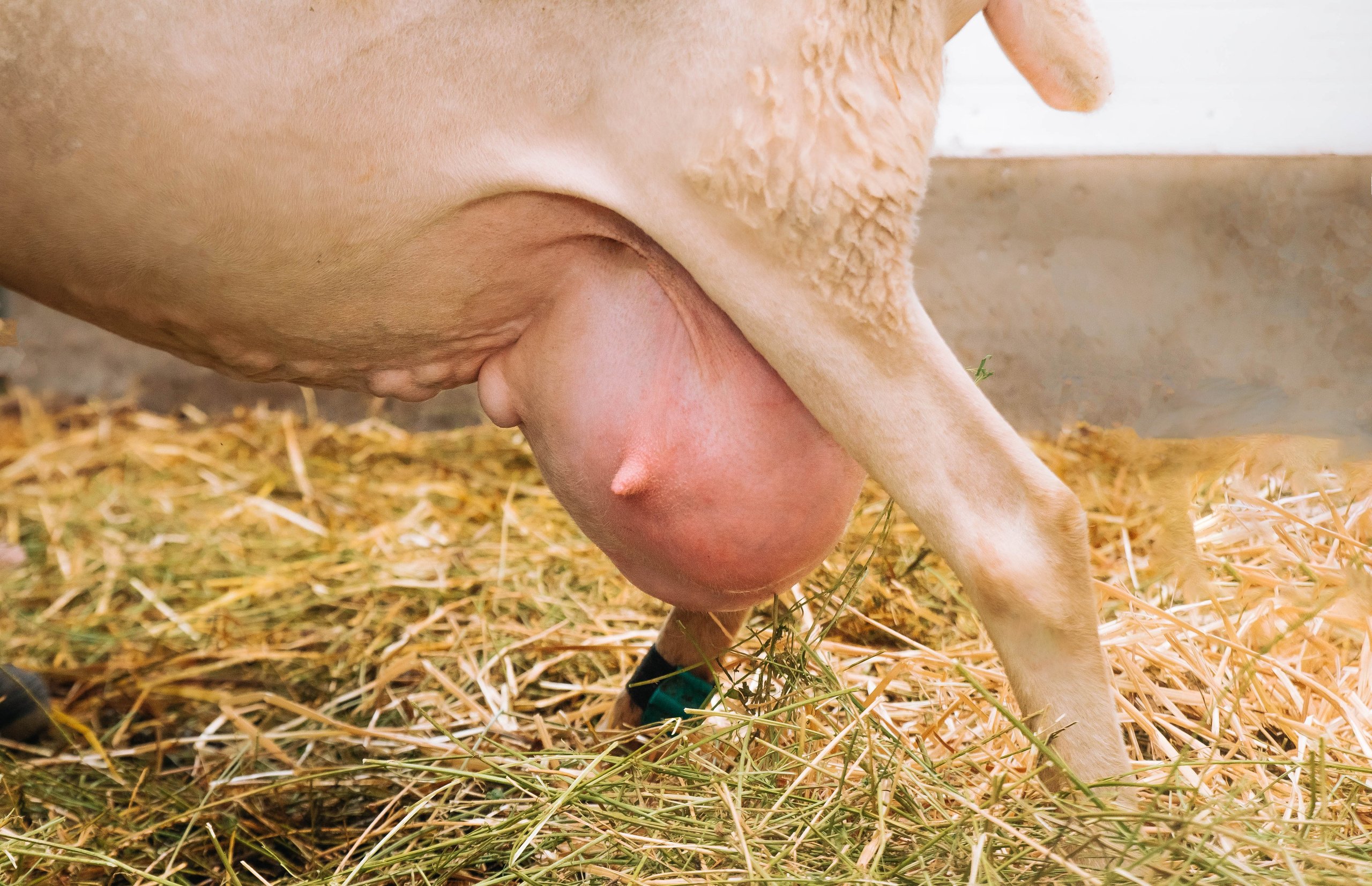 Овечья Ферма. Агрокурьер Красный Яр. Главная