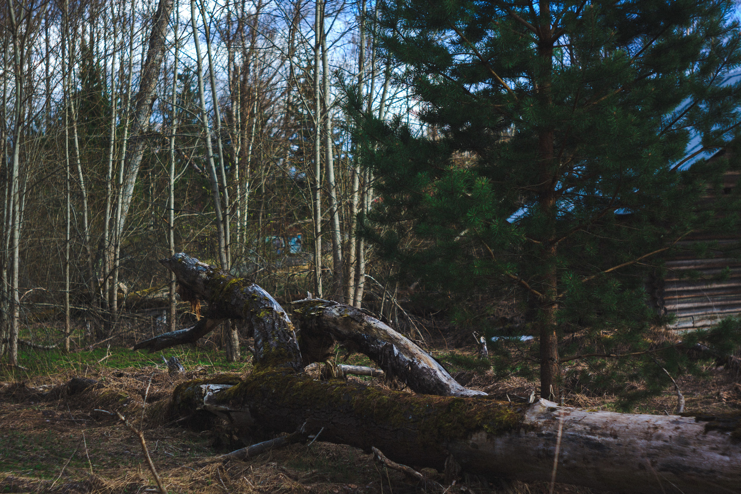 Деревня. Den Mirov — Photographer, Musician