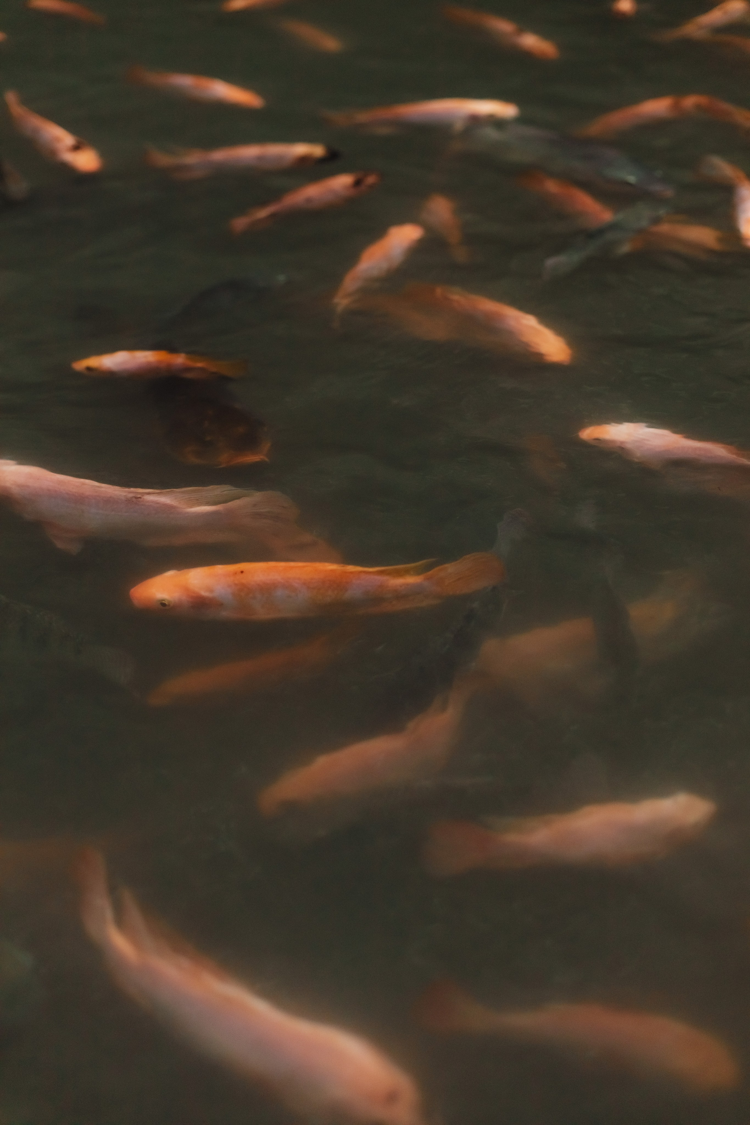 Connection. Мариам Багдасарян