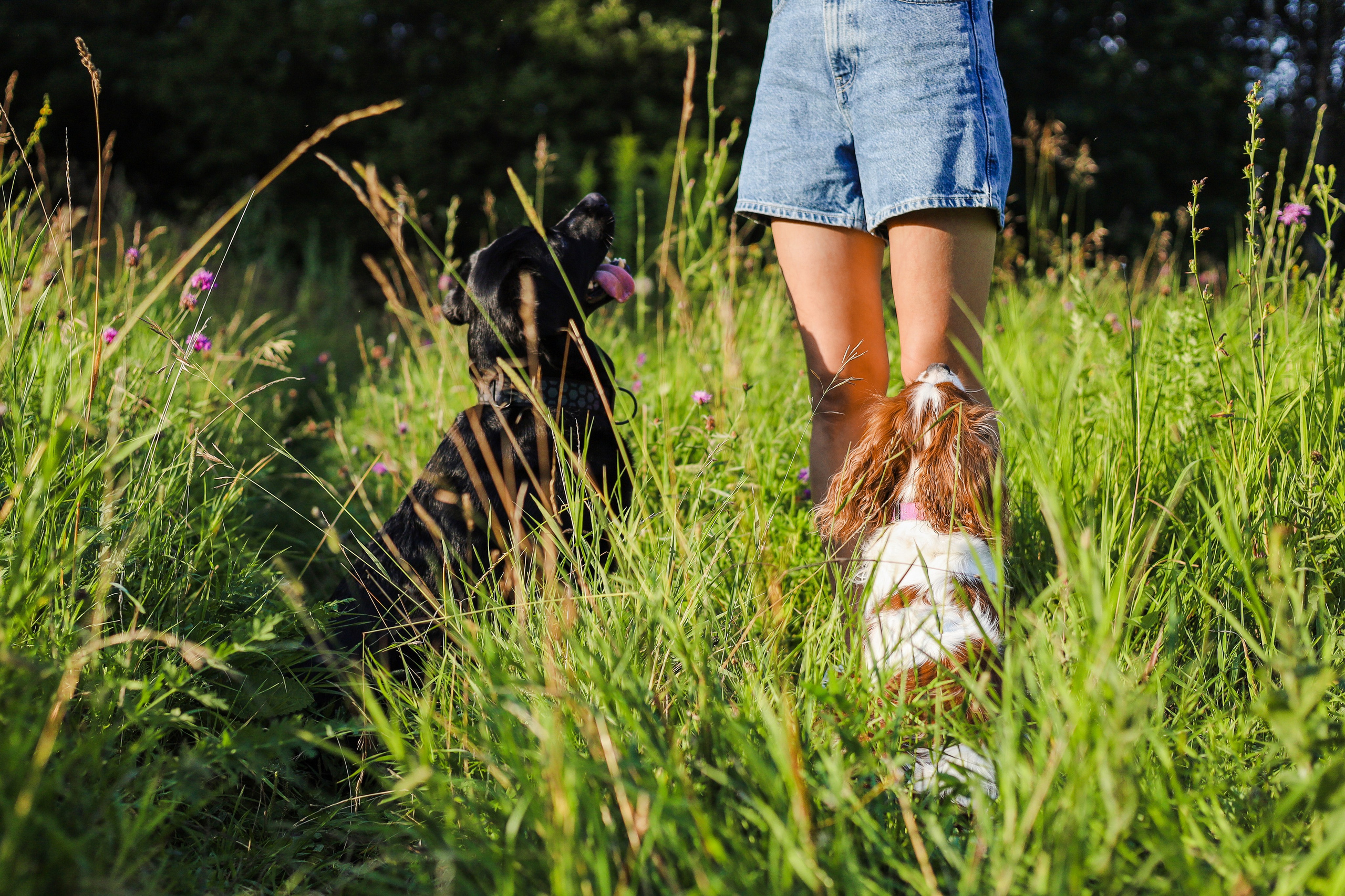 Бонни, Лея и Лера. Фотограф-анималист Ксения Шевцова|Москва