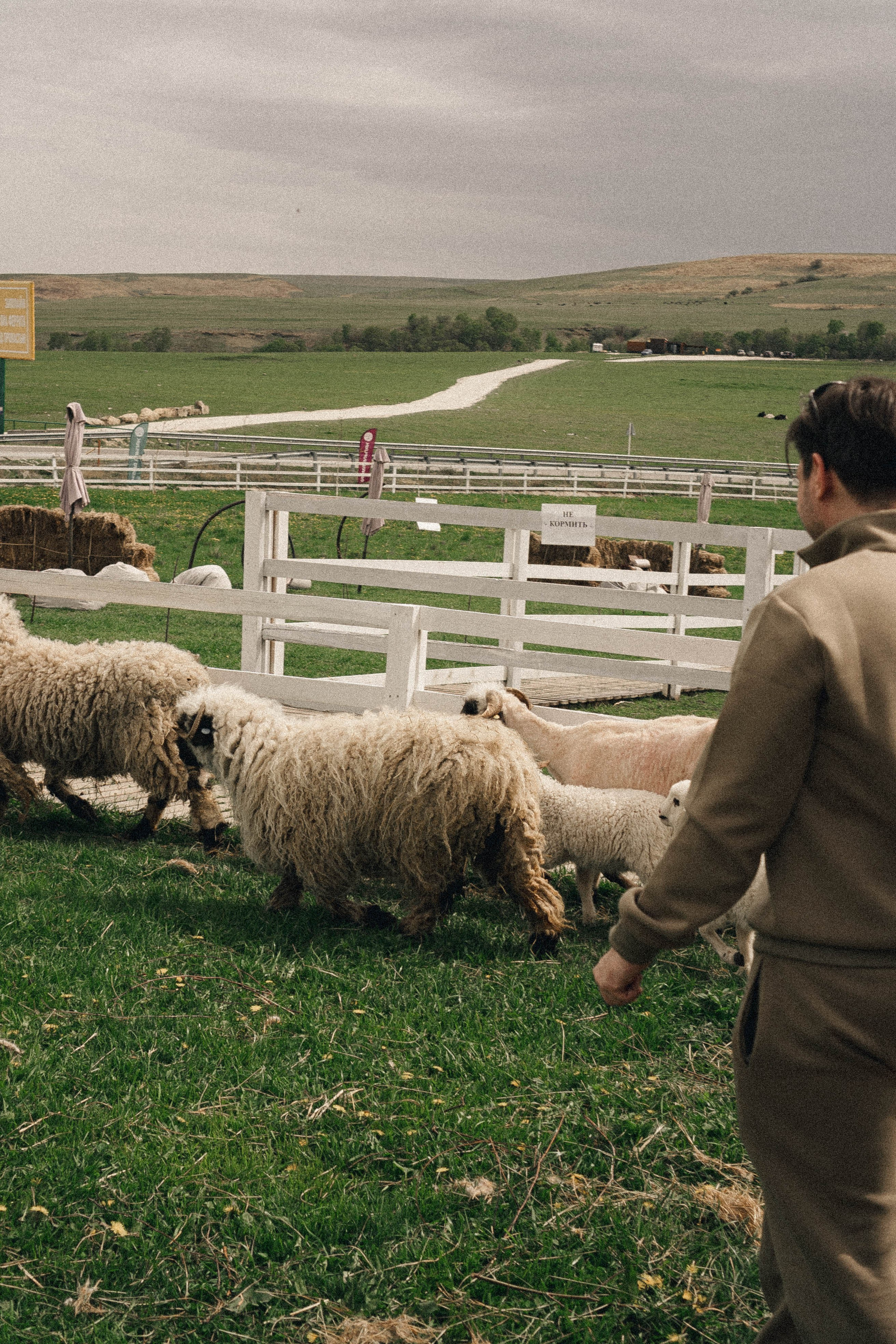 Ферма Альпак. Профессиональный фотограф, Санкт-Петербург — Виктория Богомолова