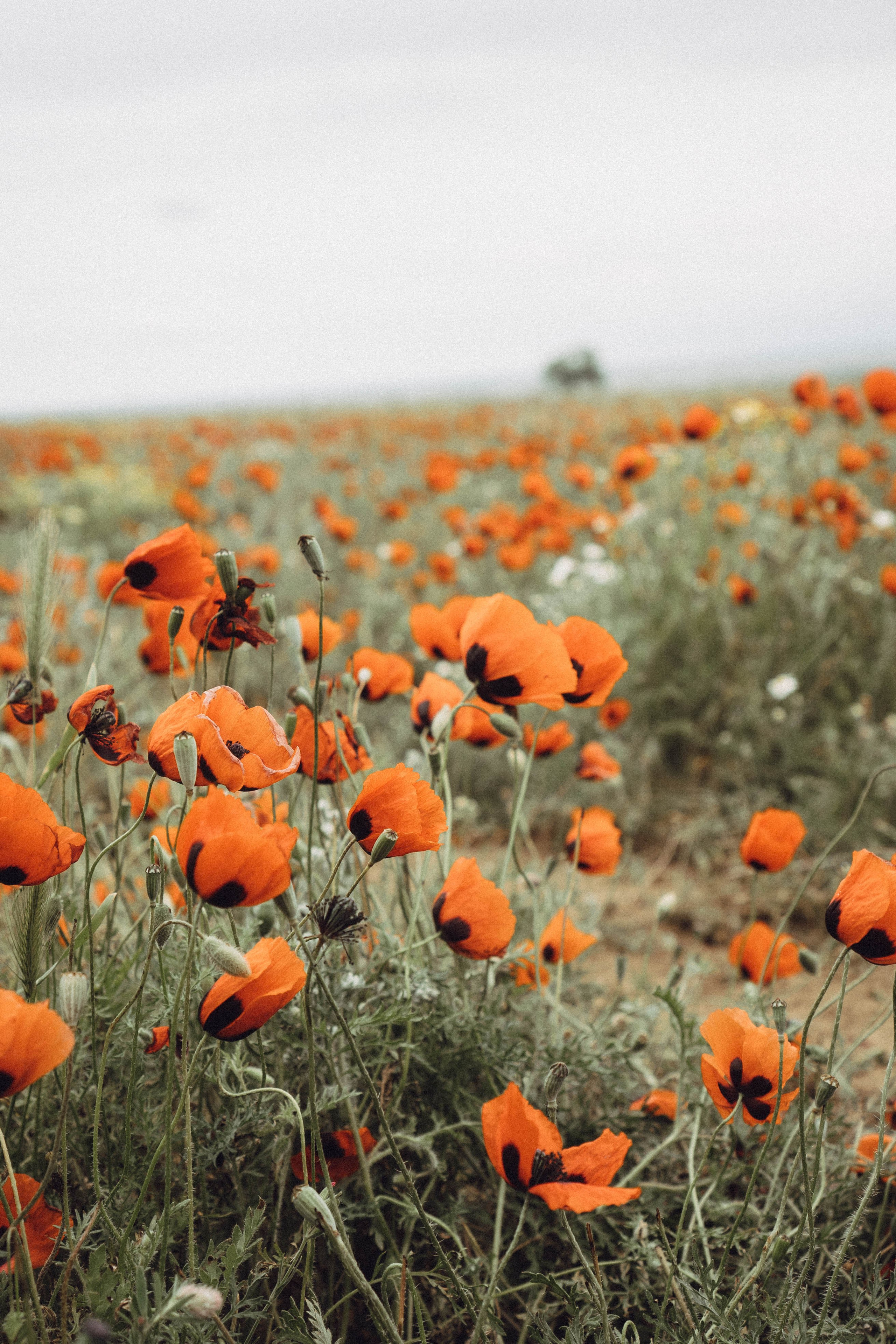 Кавказ. Профессиональный фотограф, Санкт-Петербург — Виктория Богомолова