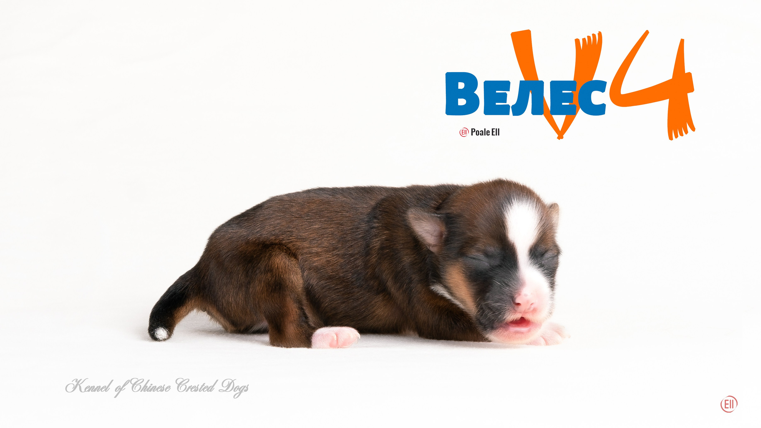 Щенки 3 дня. 21.01.2024. Фотограф в Москве