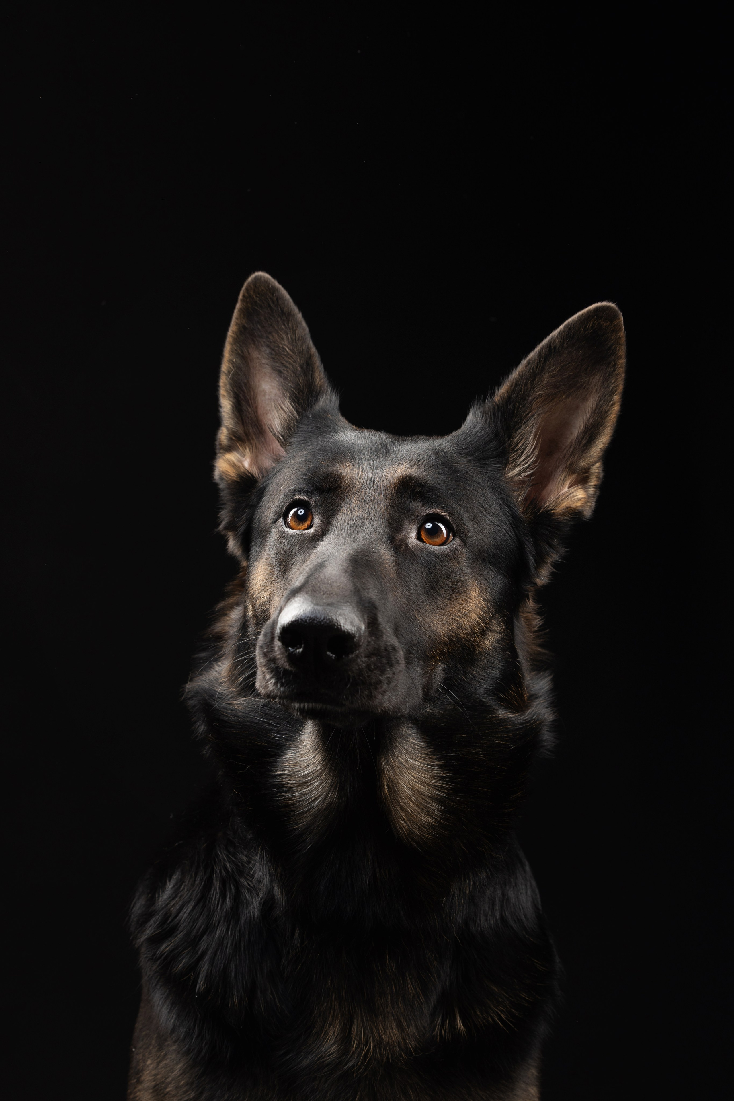 Жара и Делфи. Фотограф анималист Осипчикова Мария