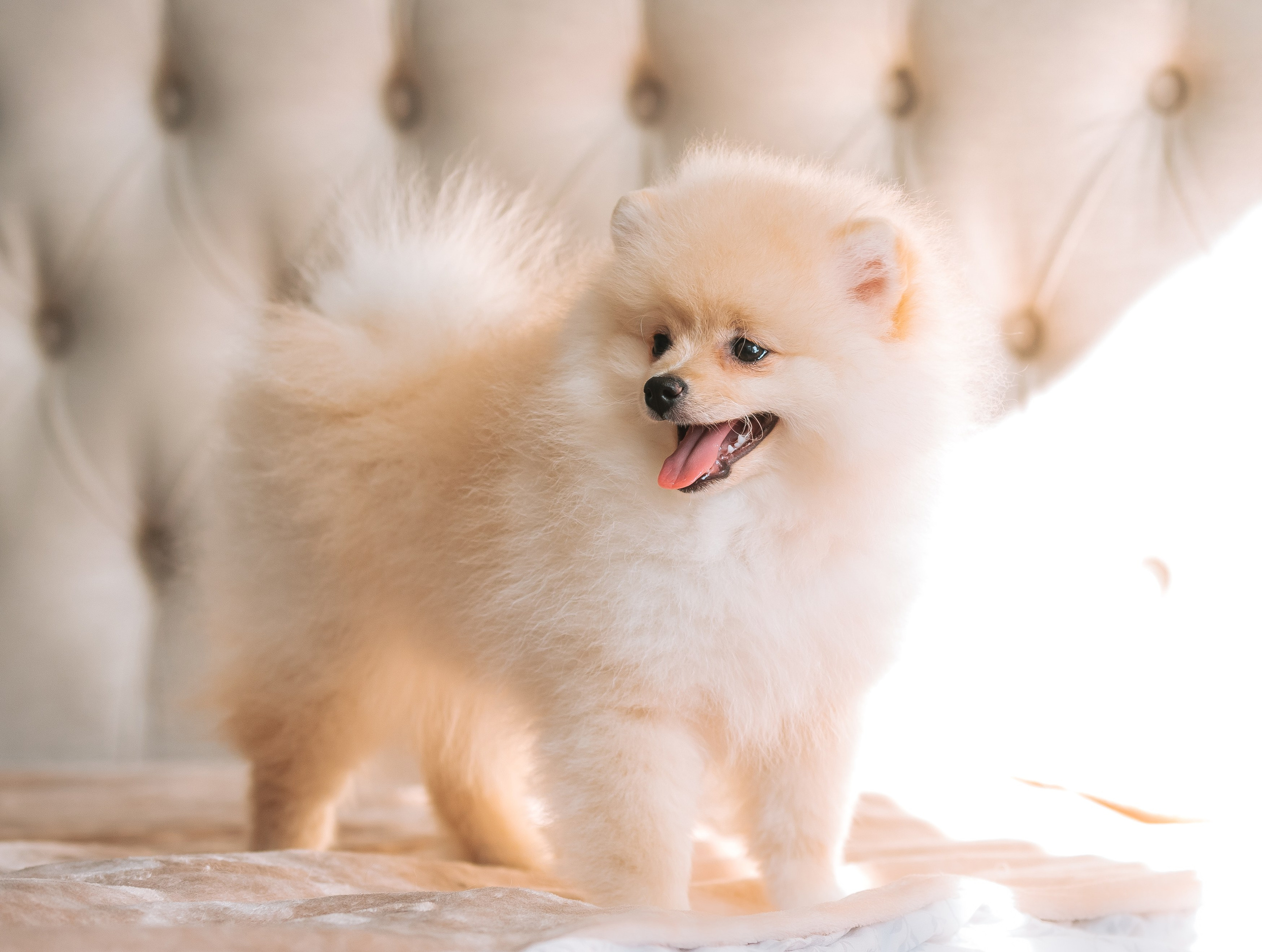 Шпицы дома. Главная