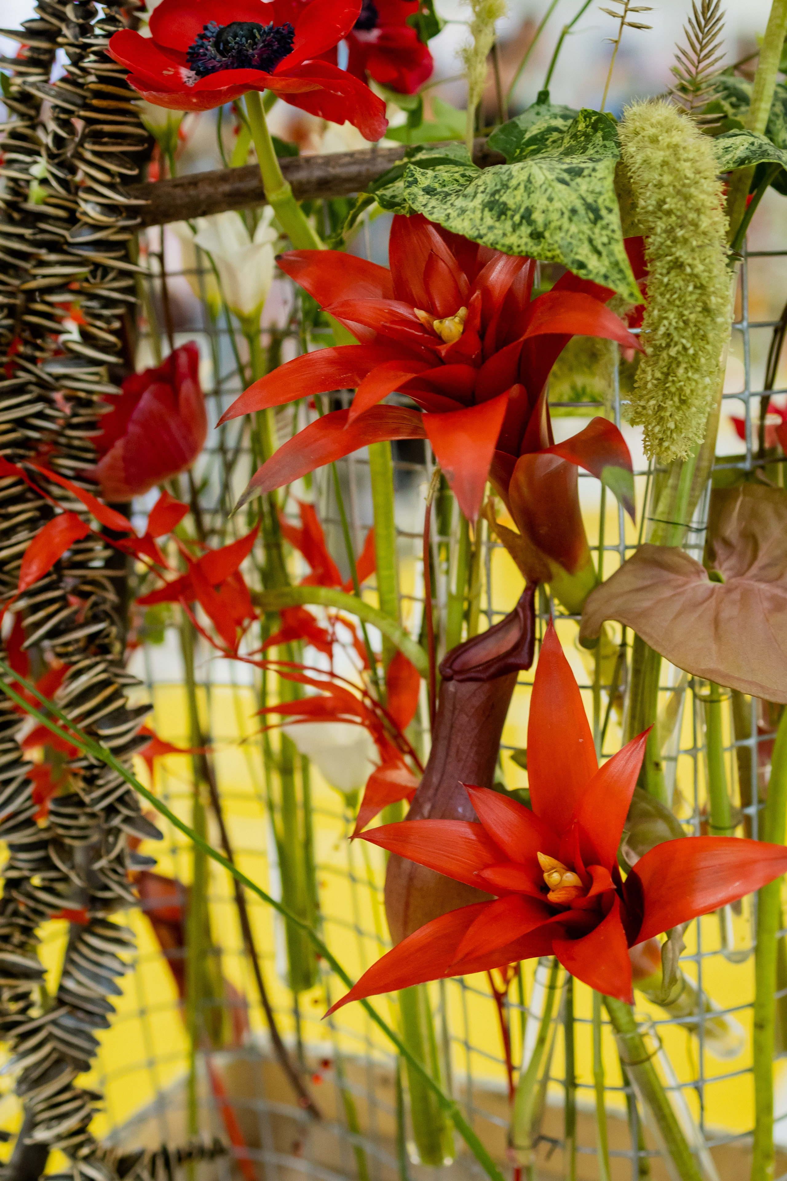 Цветы-Экспо 2025. Фотосессии и репортаж — Фотограф в Москве — Рина Серёгина