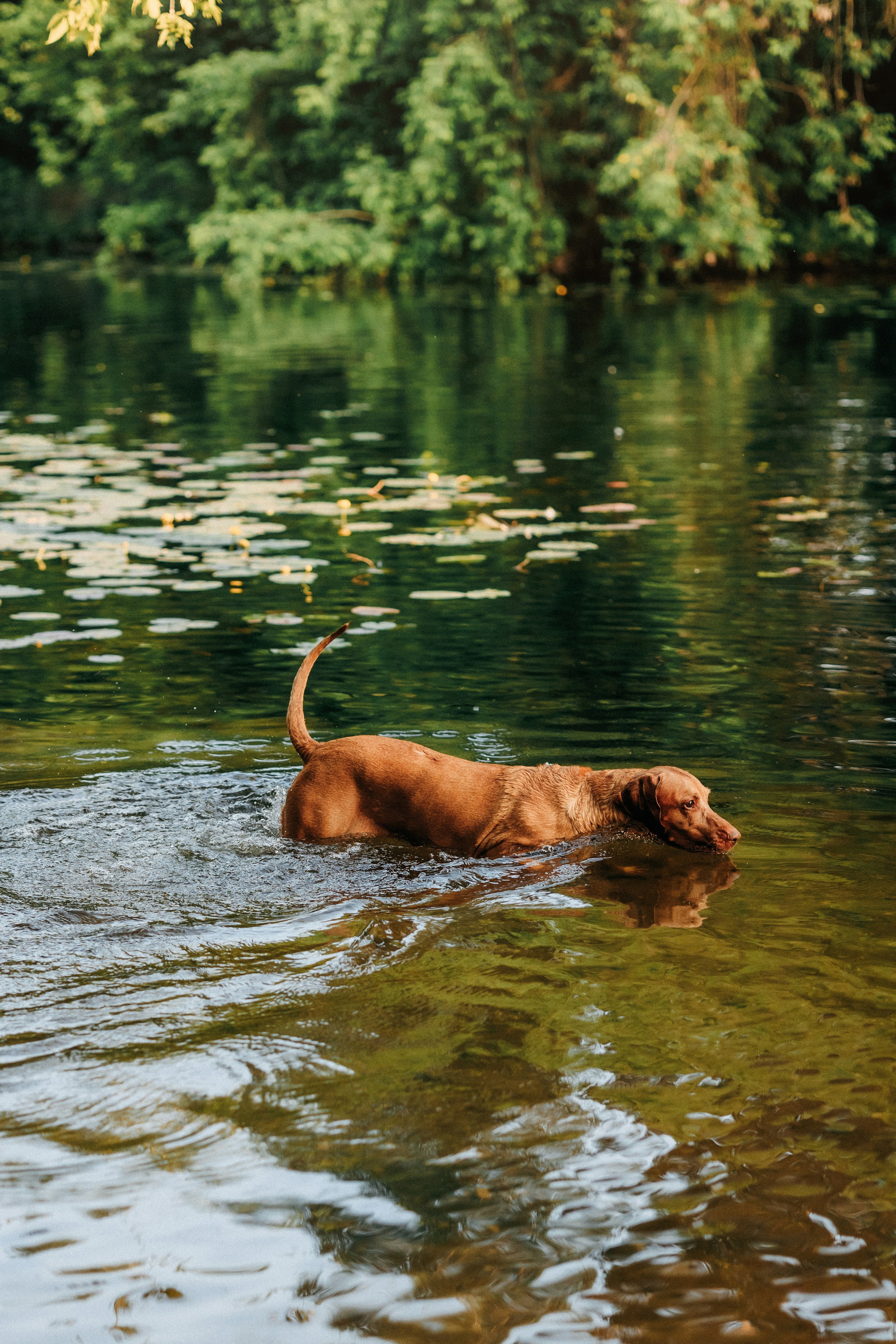 Марина, Глеб, Мая и Чили. Фотограф-анималист Елена Радченко, Москва