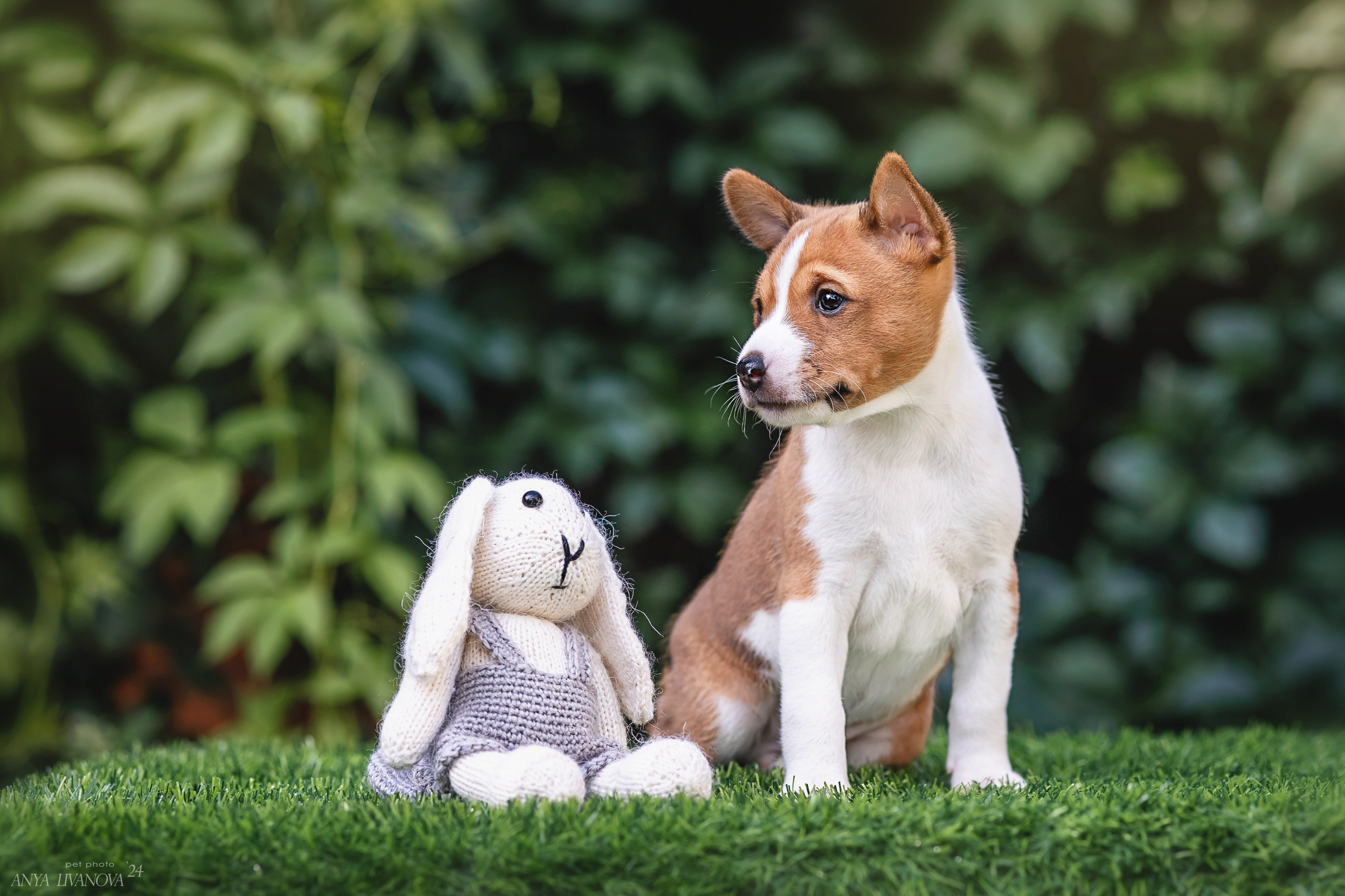 Басенджи. Фотограф анималист Аня Ливанова | Рыбинск