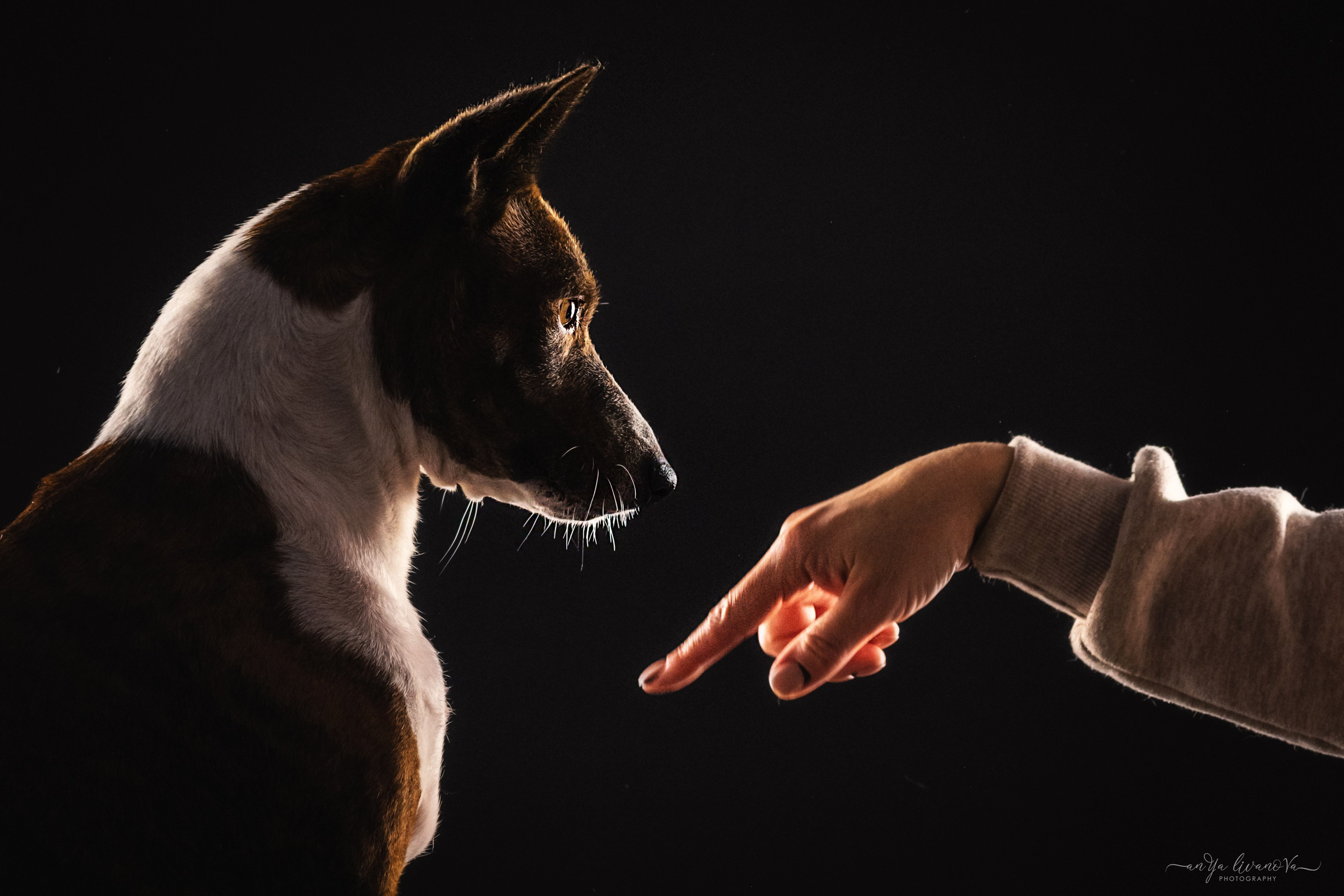 Стёпан. Фотограф анималист Аня Ливанова | Рыбинск