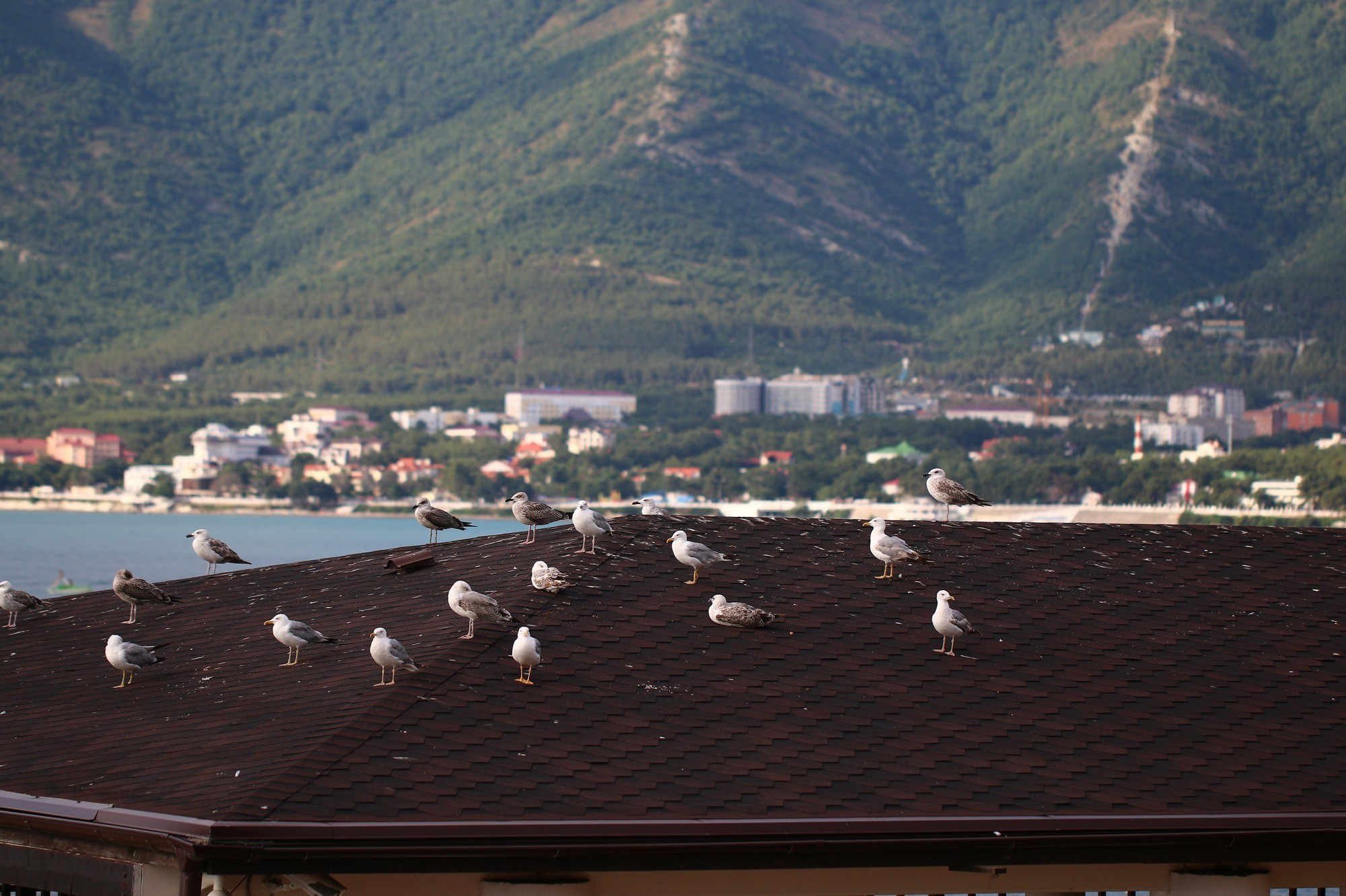 Геленджик 2016 г. Улица, люди, жизнь…