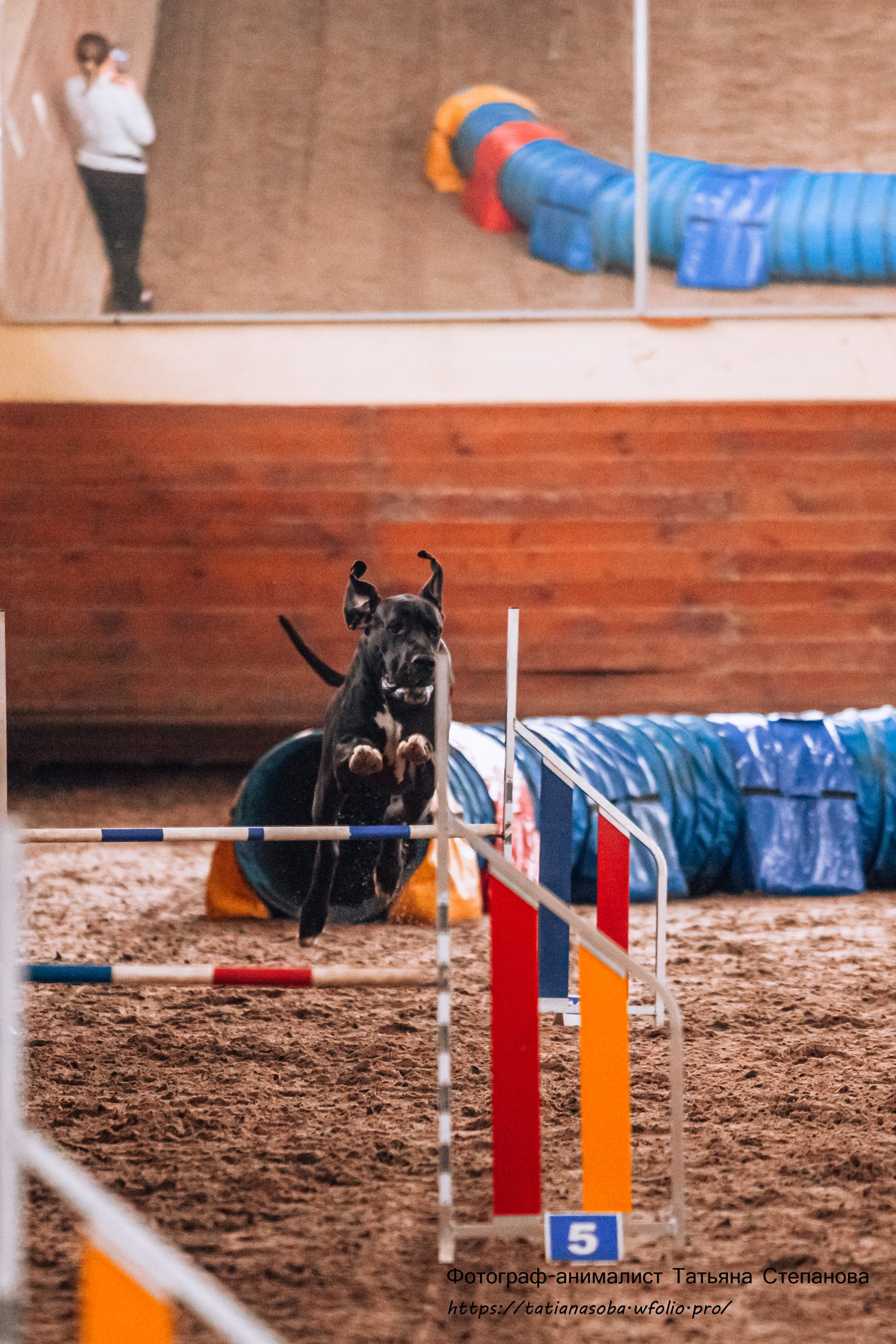Соревнования по Аджилити 25.02.2024. Фотограф-анималист Татьяна Степанова