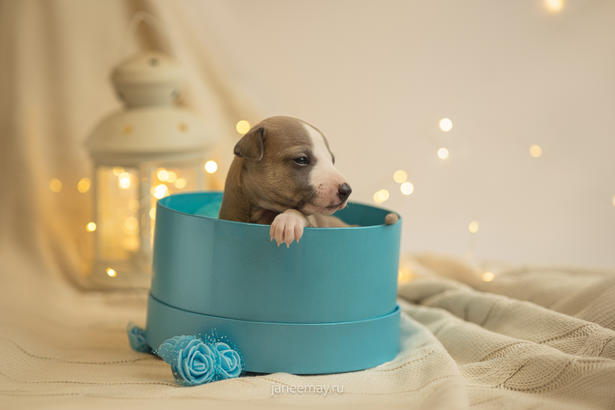 Малыши уиппеты Великбековых. Фотограф анималист в Москве Майорова Евгения