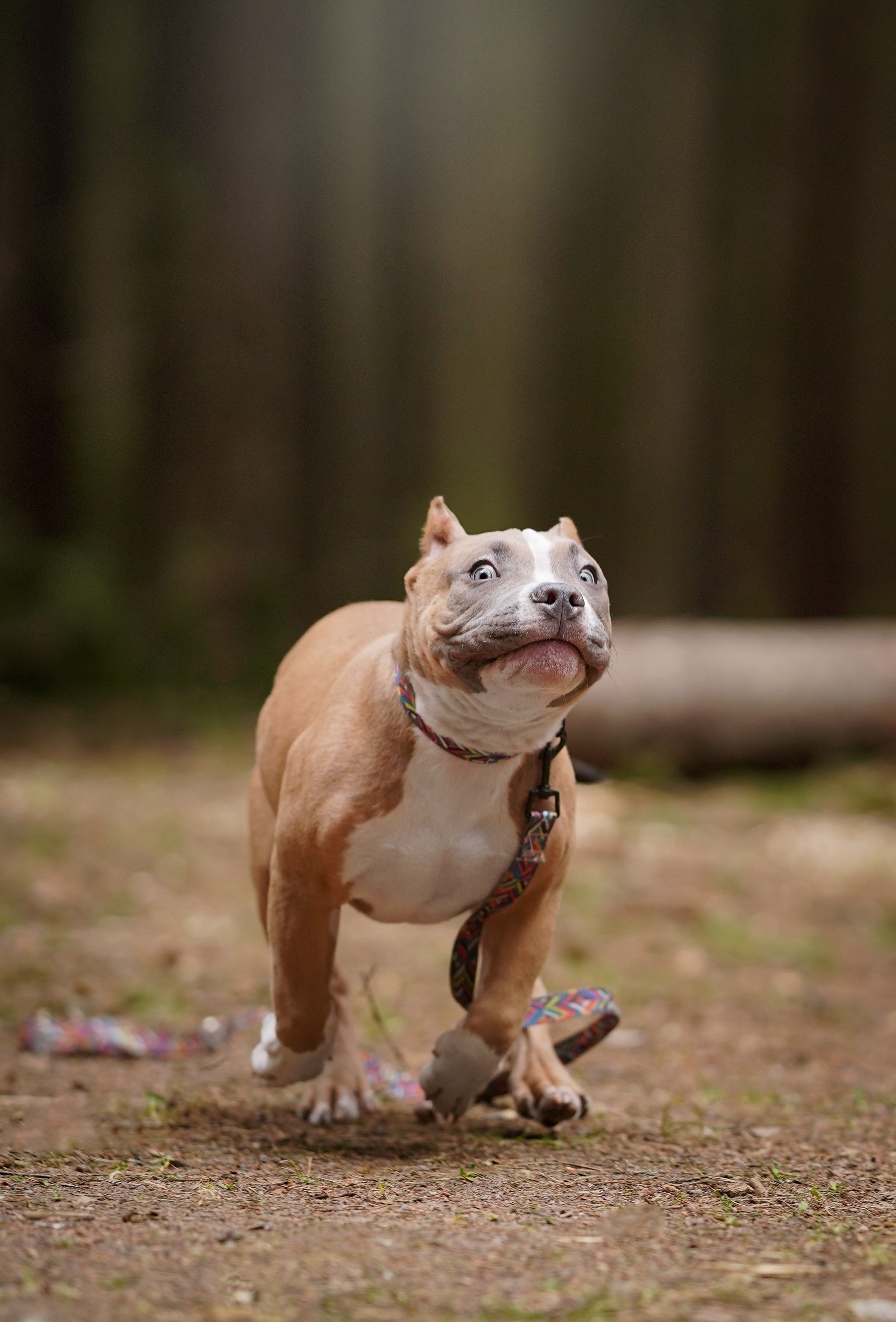 Щенки булли. Фотограф-анималист в Санкт-Петербурге Яна Мартынова