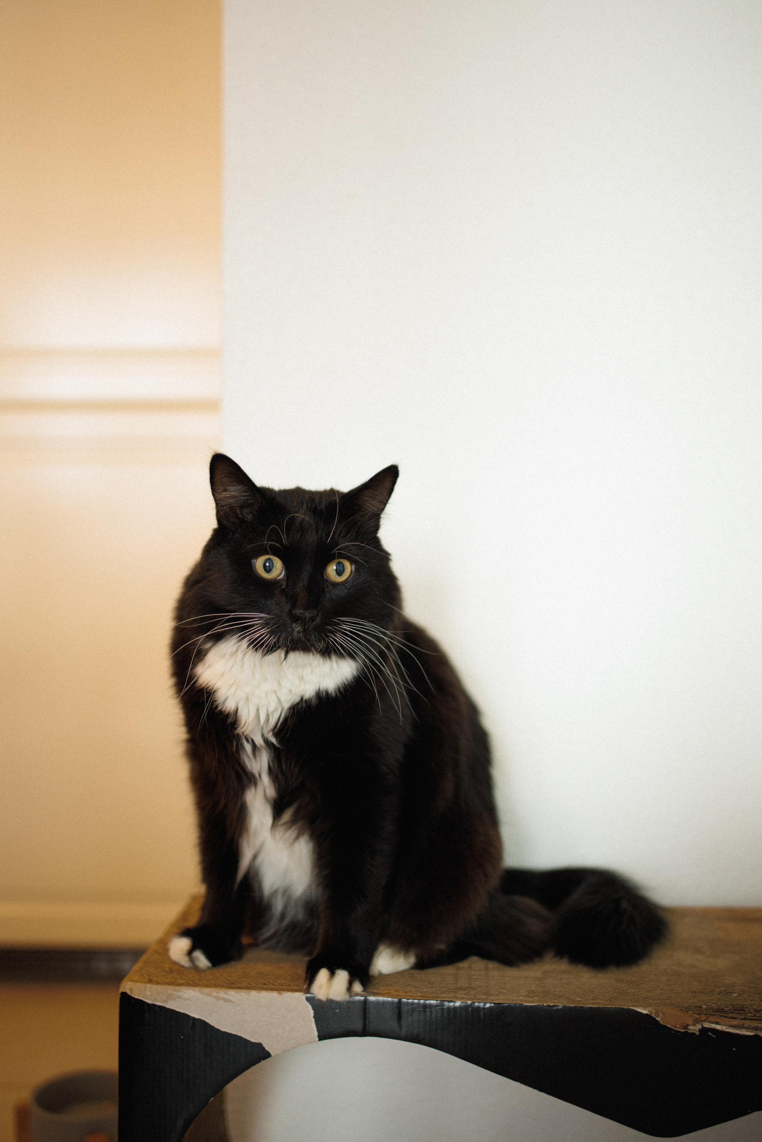 Предновогоднее настроение. Свадебный и семейный фотограф в Москве Julia Juice