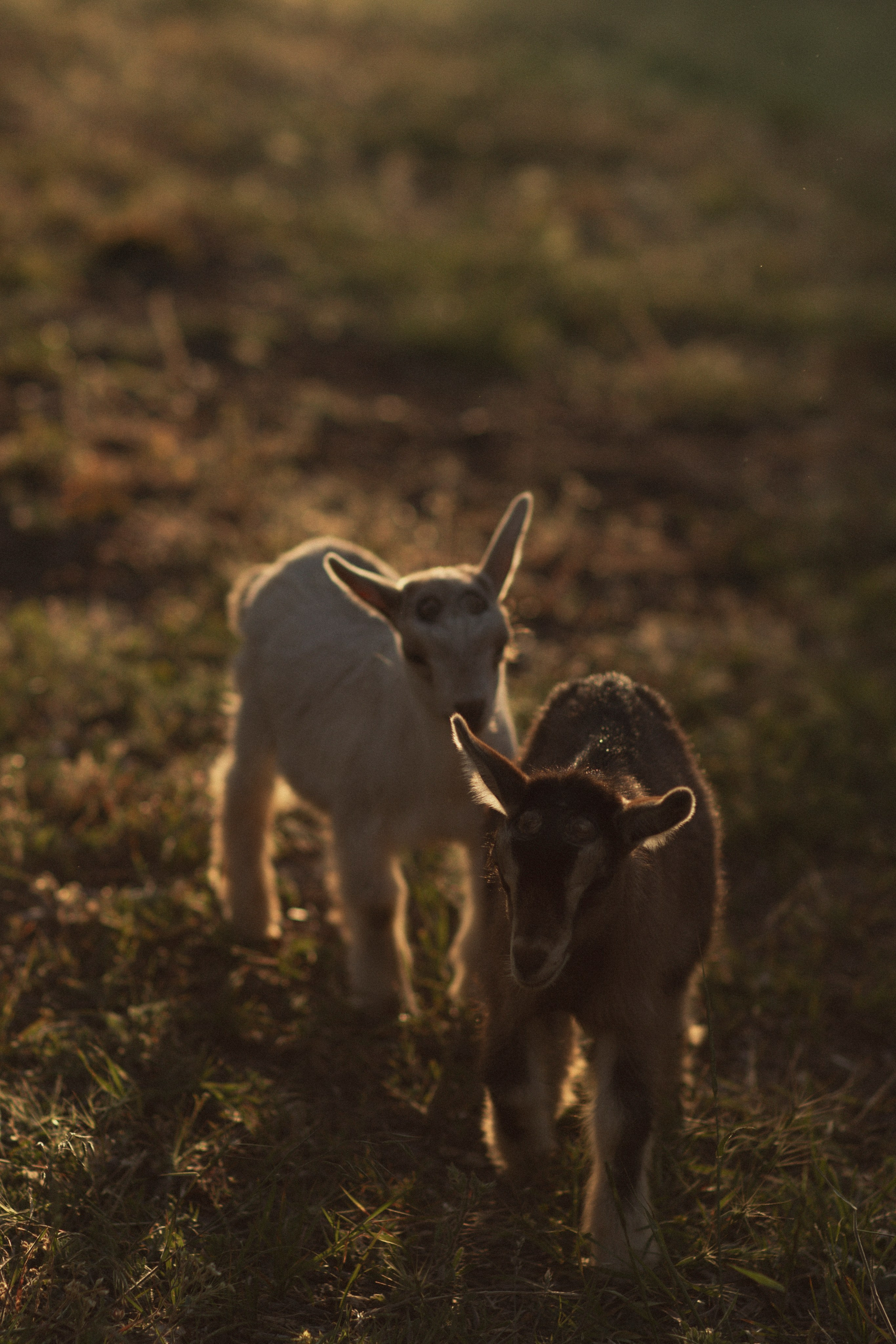 Андрей и Даша. Свадебный фотограф в Севастополе и Крыму. Видеограф на свадьбу Крым, Севастополь, Ялта, Симферополь