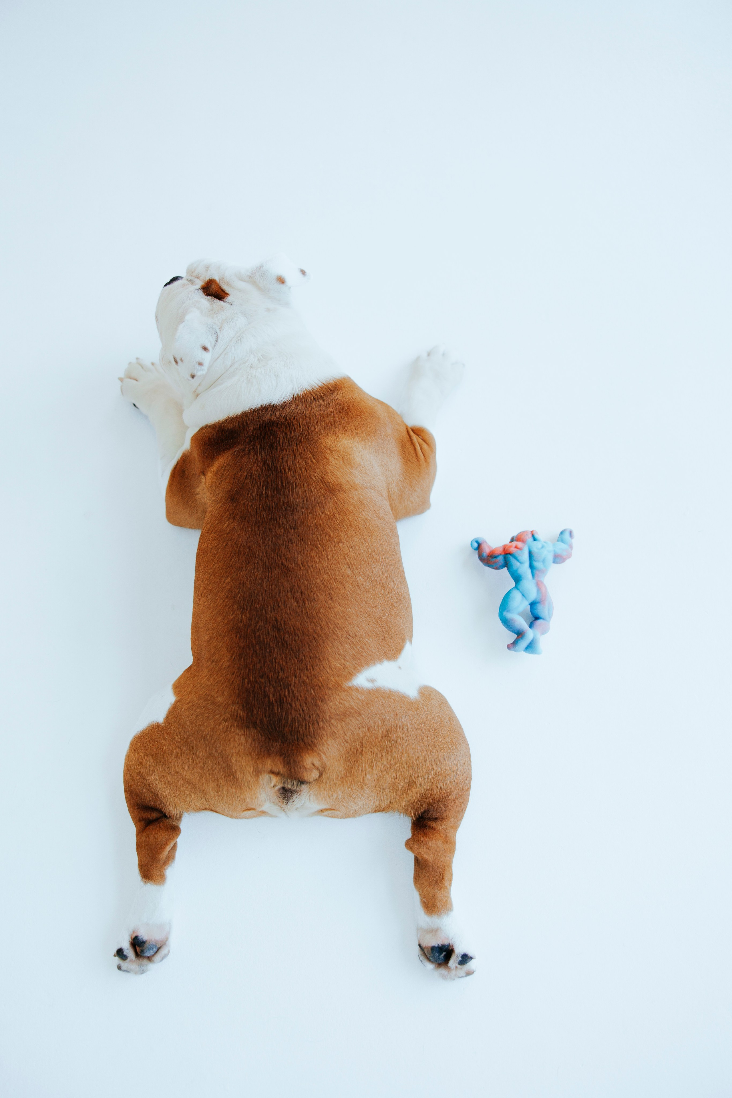 Pawsitive игрушки. Анастасия Белаш