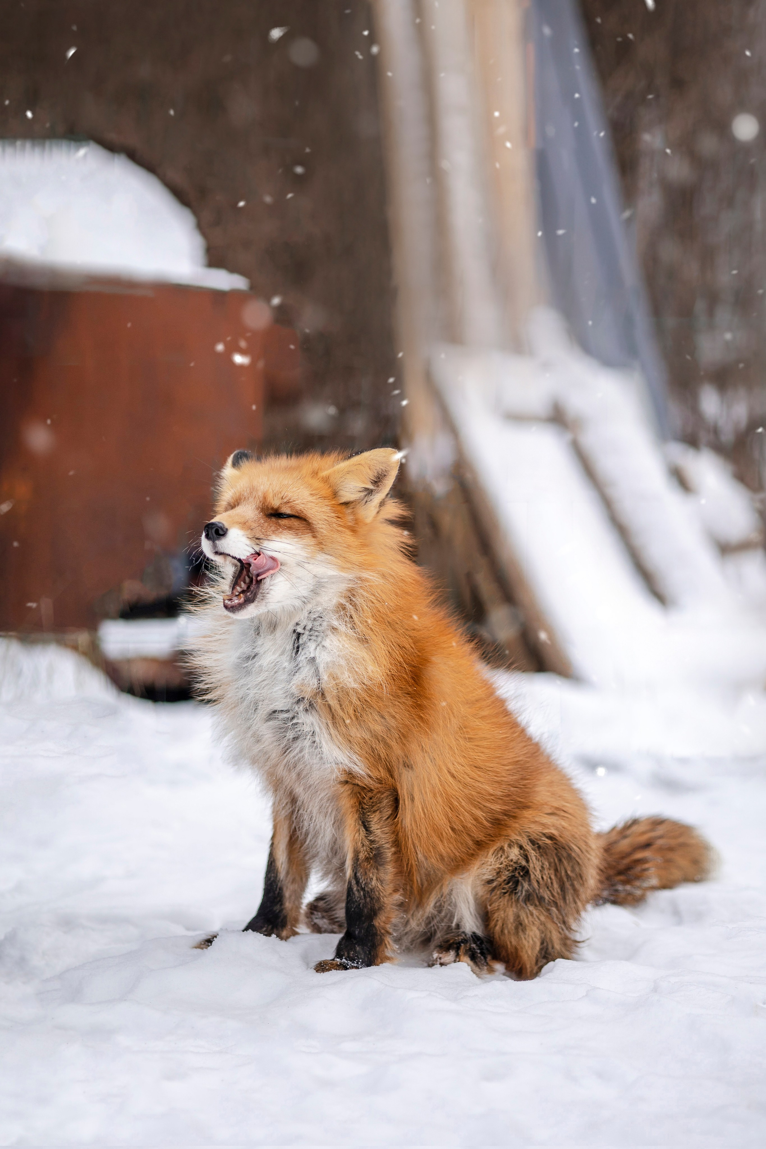 Съемка с лисами. Анастасия Белаш