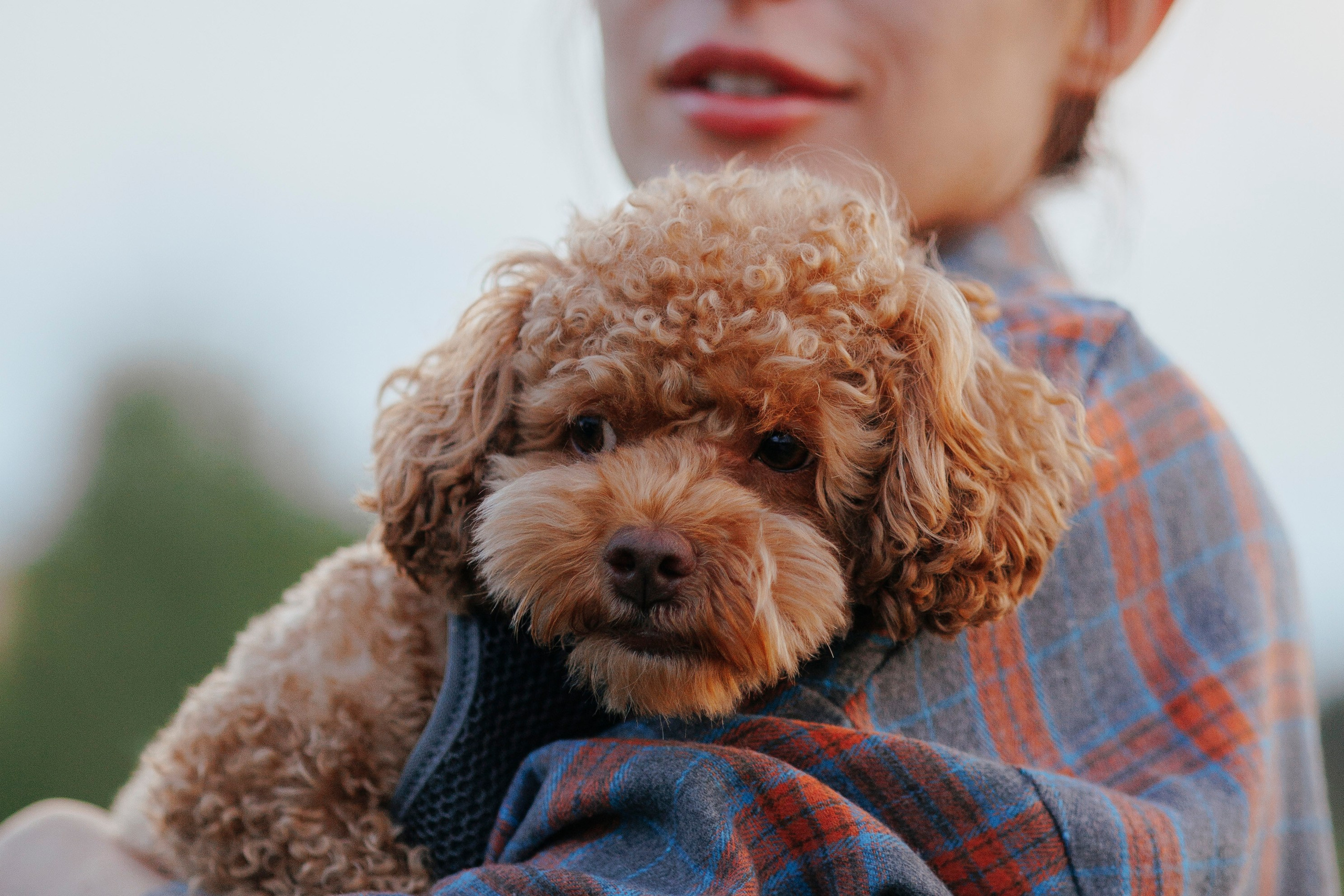Съемка с собакой. Анастасия Белаш