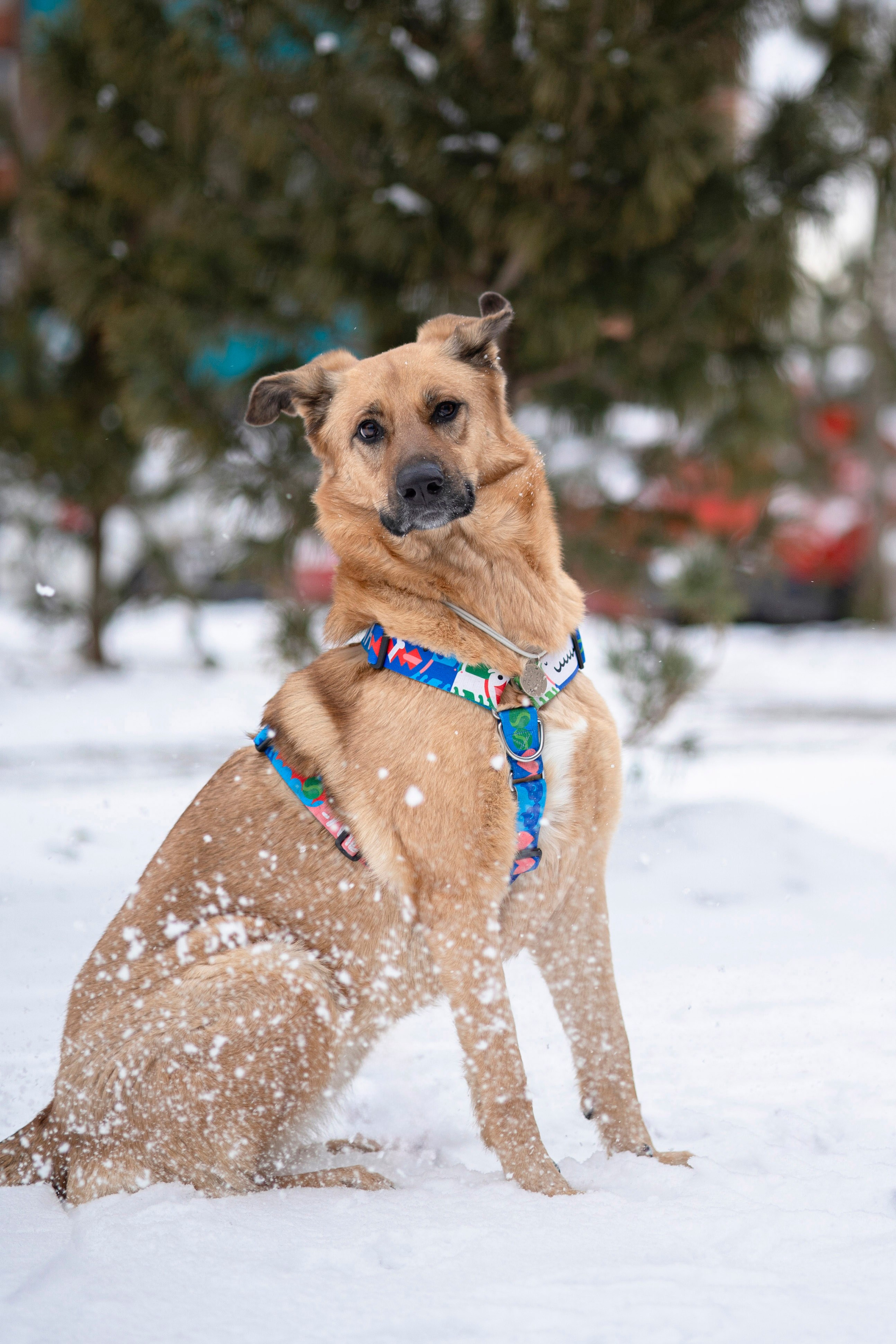 Съемка с собакой. Анастасия Белаш