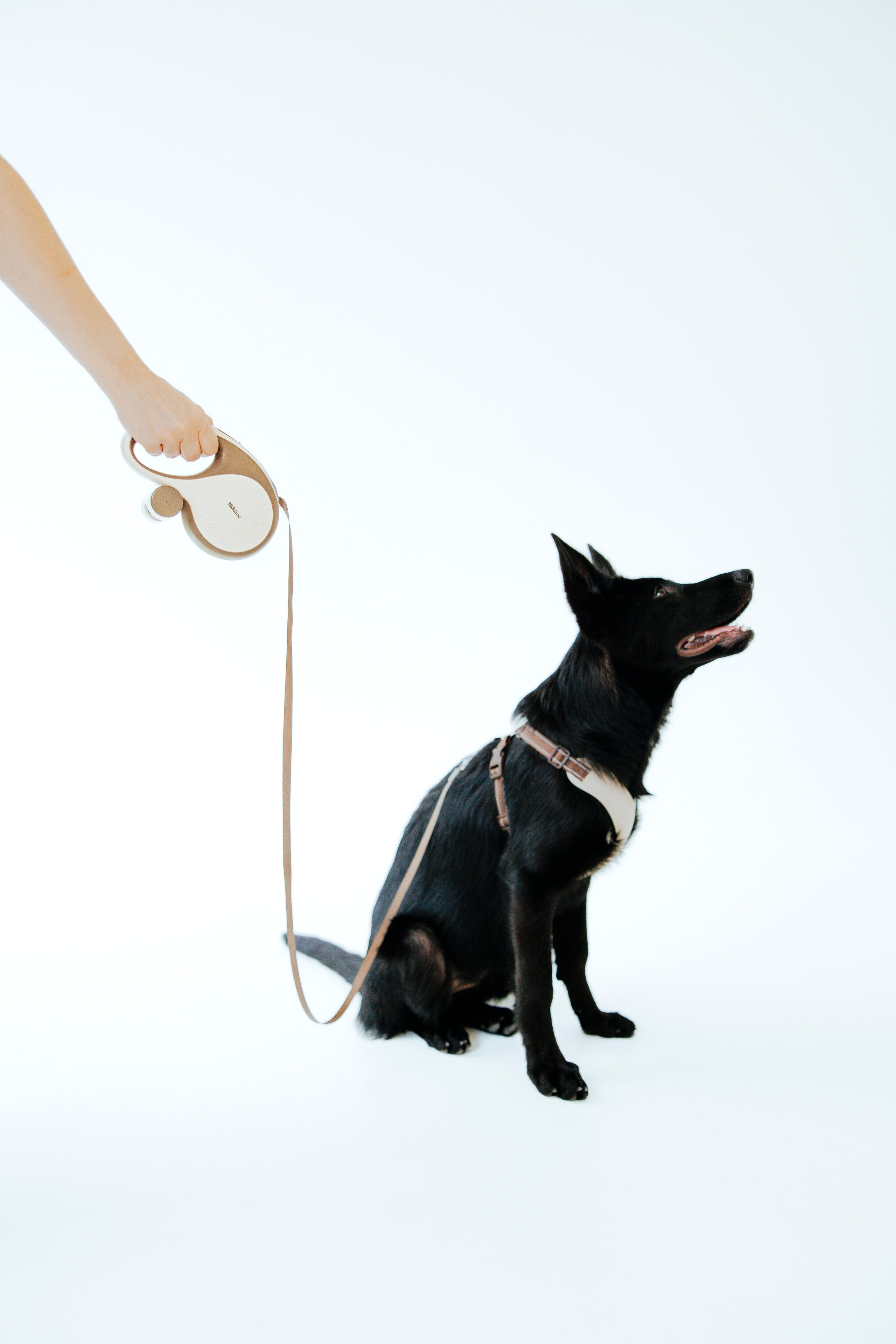 Pawsitive рулетки. Анастасия Белаш