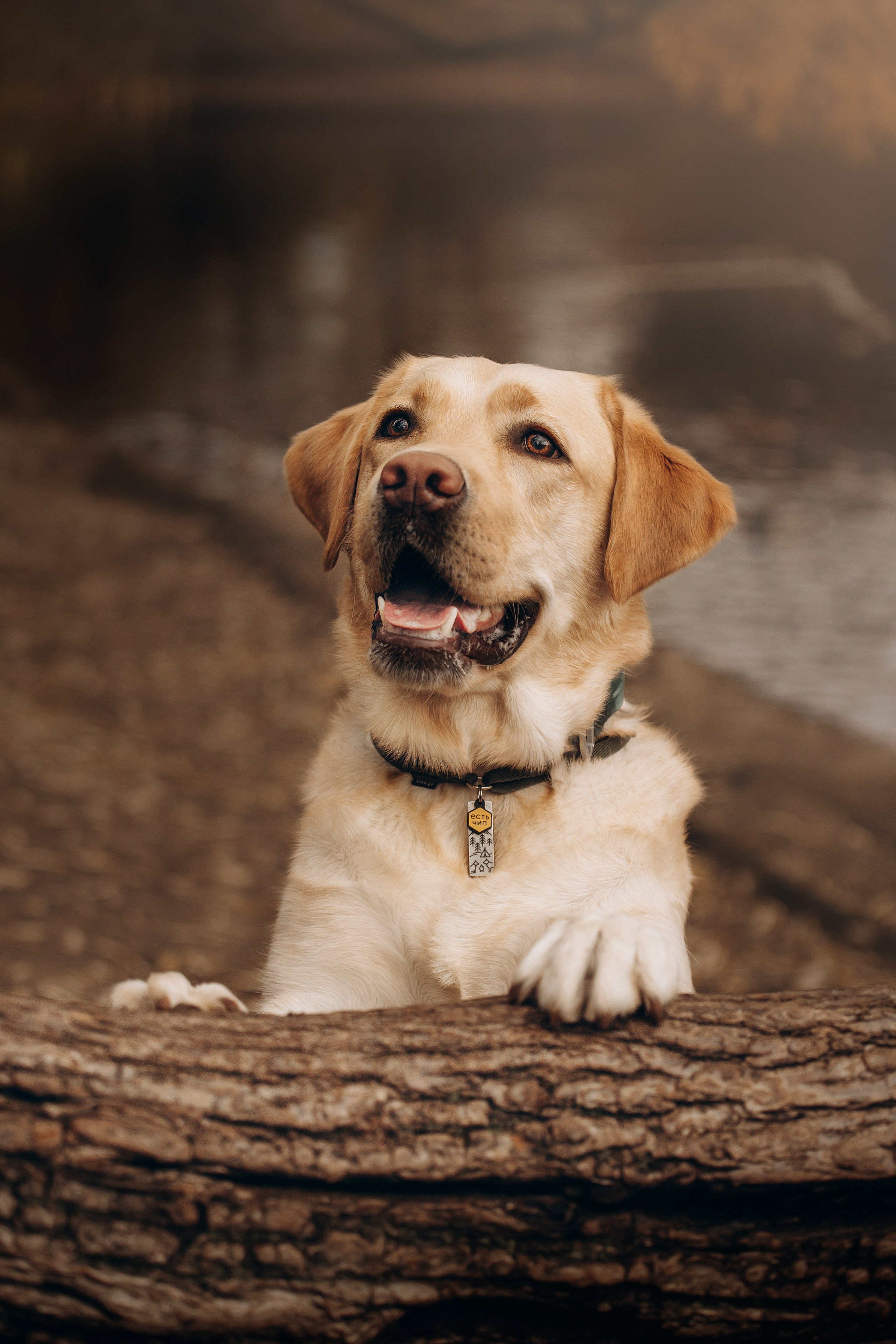 Шани и ее семья. Фотограф — Анималист | Санкт-Петербург