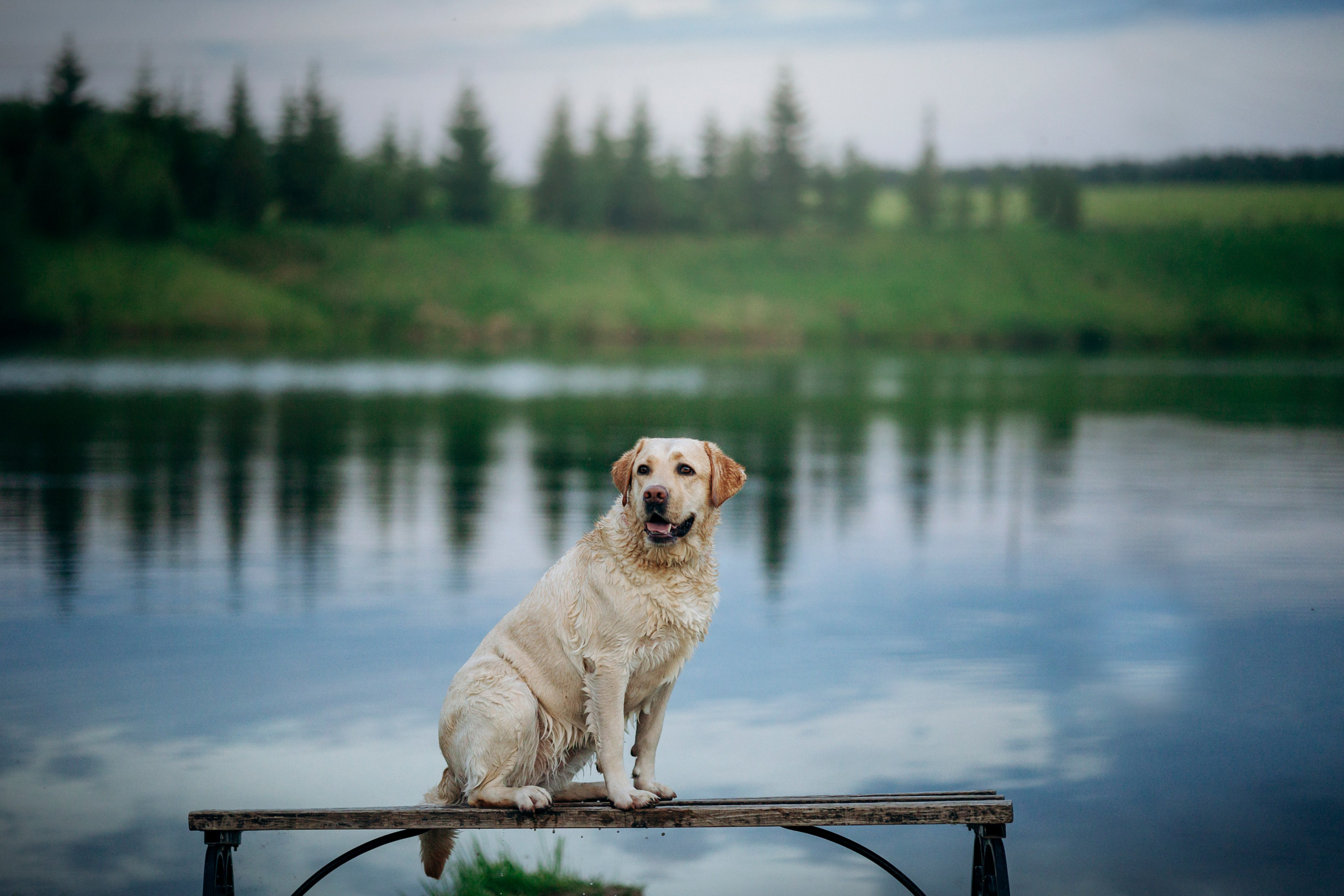 Шани и ее семья. Фотограф — Анималист | Санкт-Петербург
