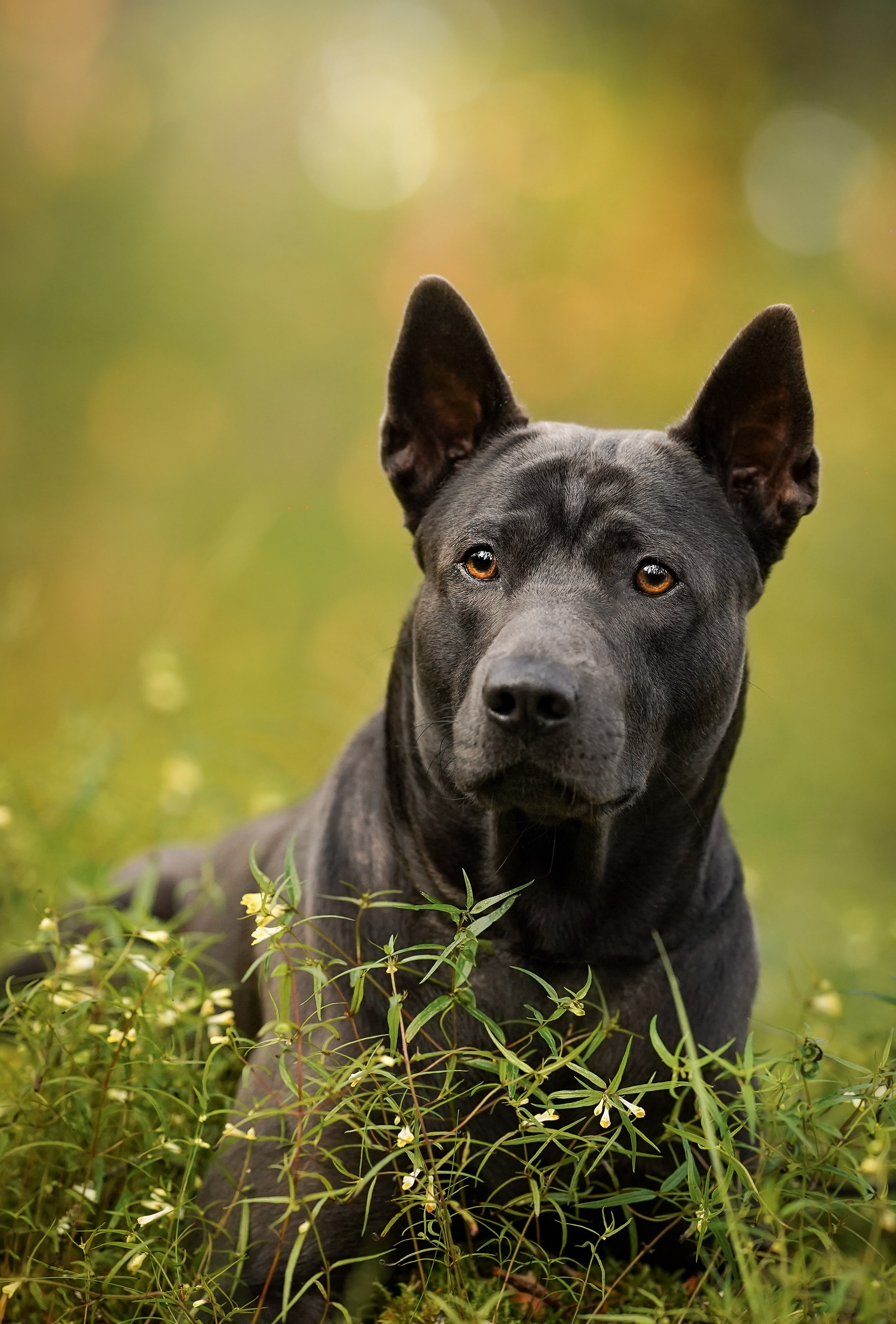 Вероника и Адам. Фотограф-анималист в Санкт-Петербурге Яна Мартынова