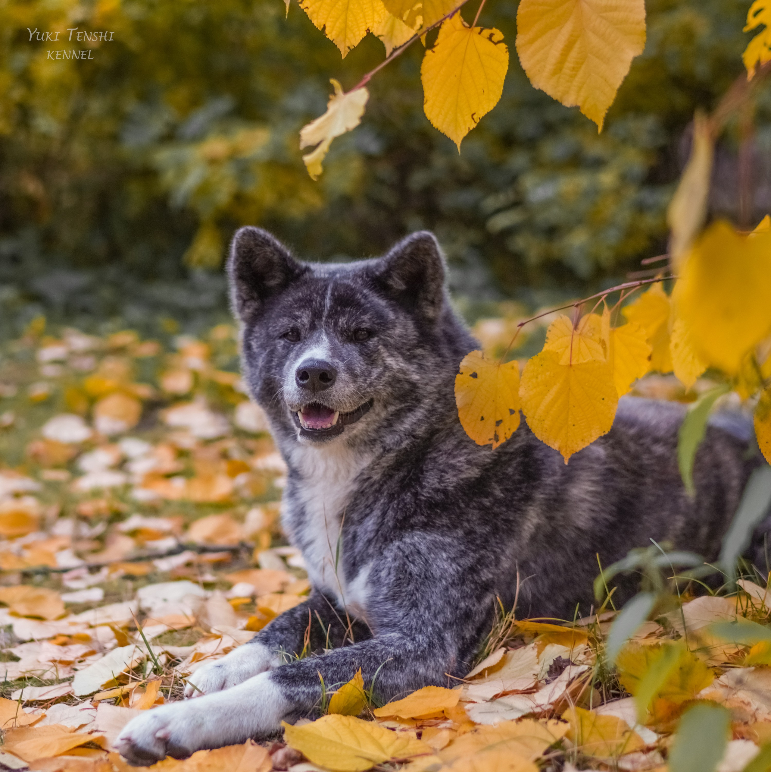 Природа и животные. Творческий фотограф Ирина Баландина.  Санкт-Петербург, Мурманск