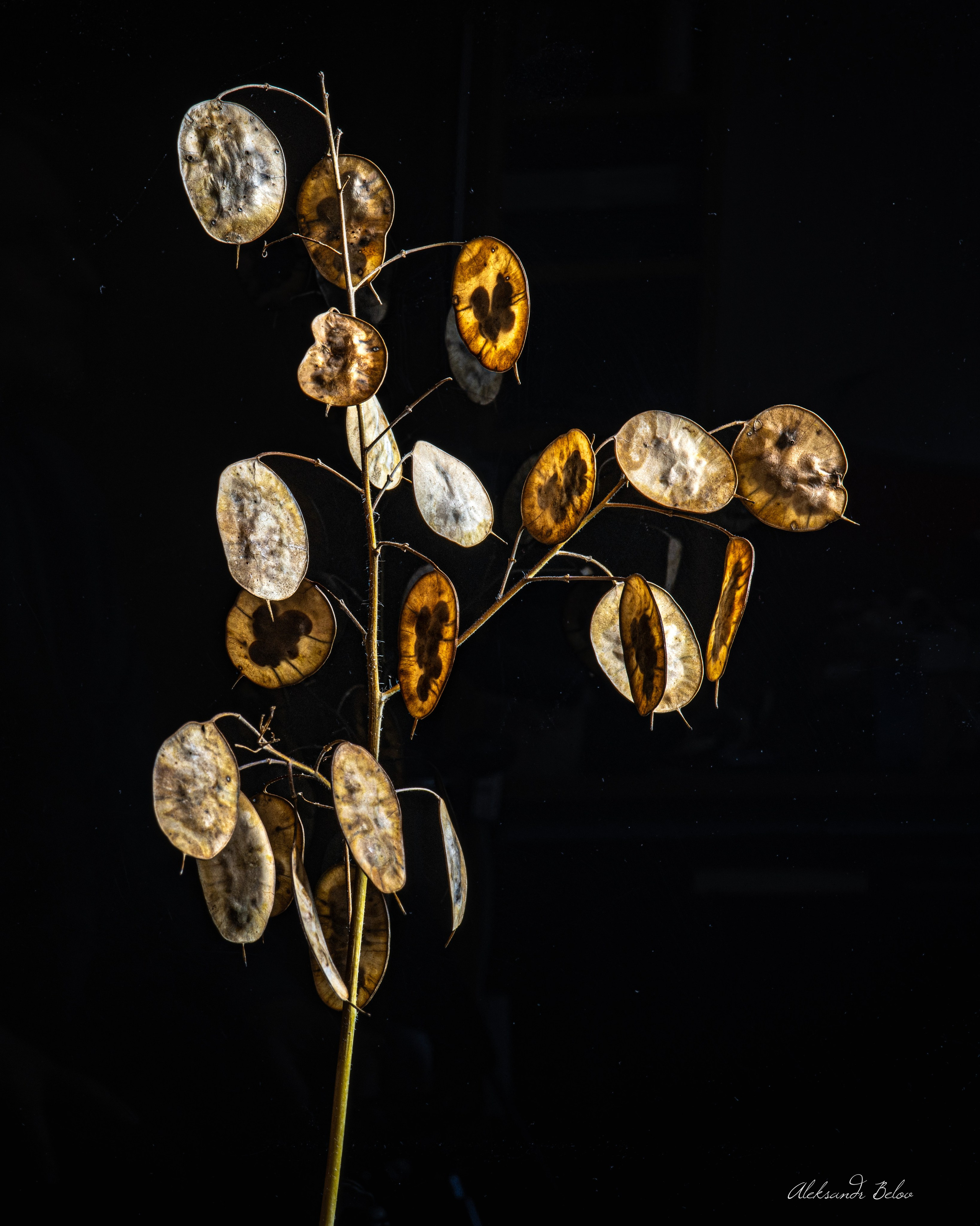 Цветы. Пейзажный и семейный фотограф в Санкт-Петербурге Александр Белов