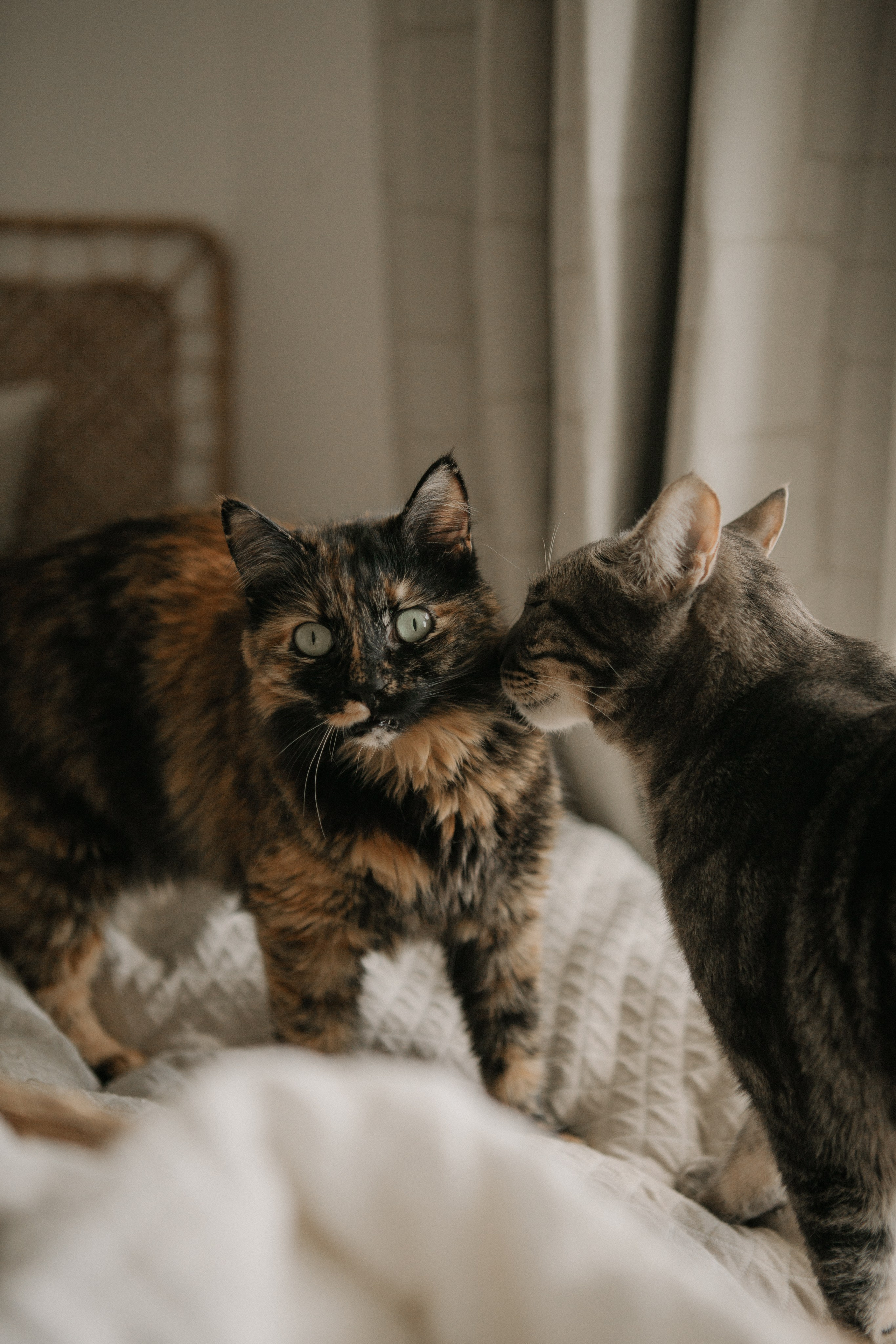 Kira + Katya & Igor. Portrait, family and pet photographer in Cyprus, Ksenia Bourdelle