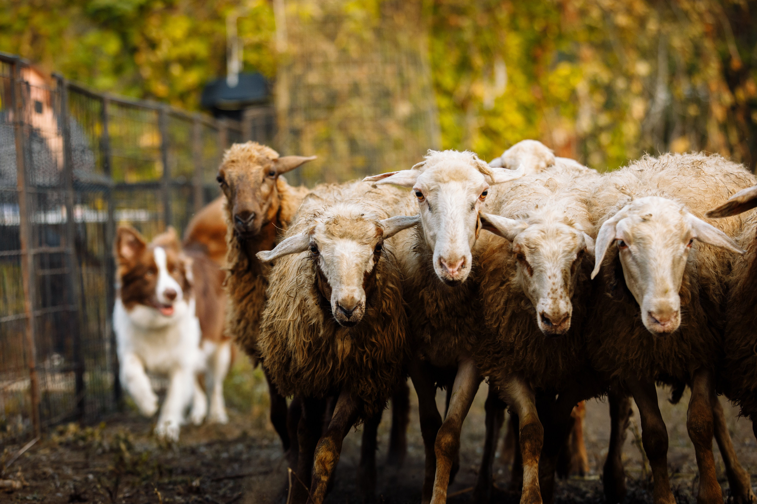 Овечий день. О нас