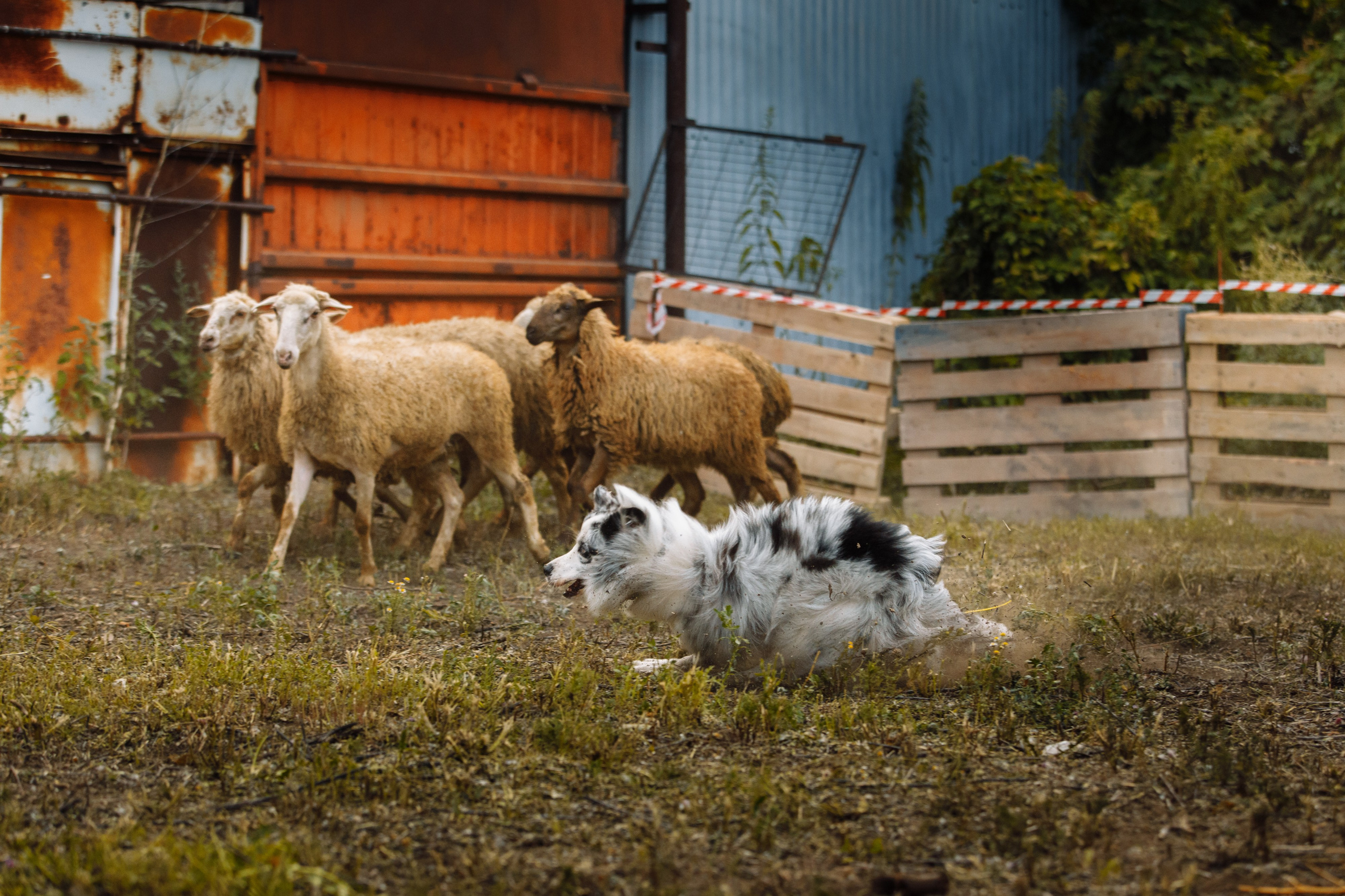 Овечий день. О нас