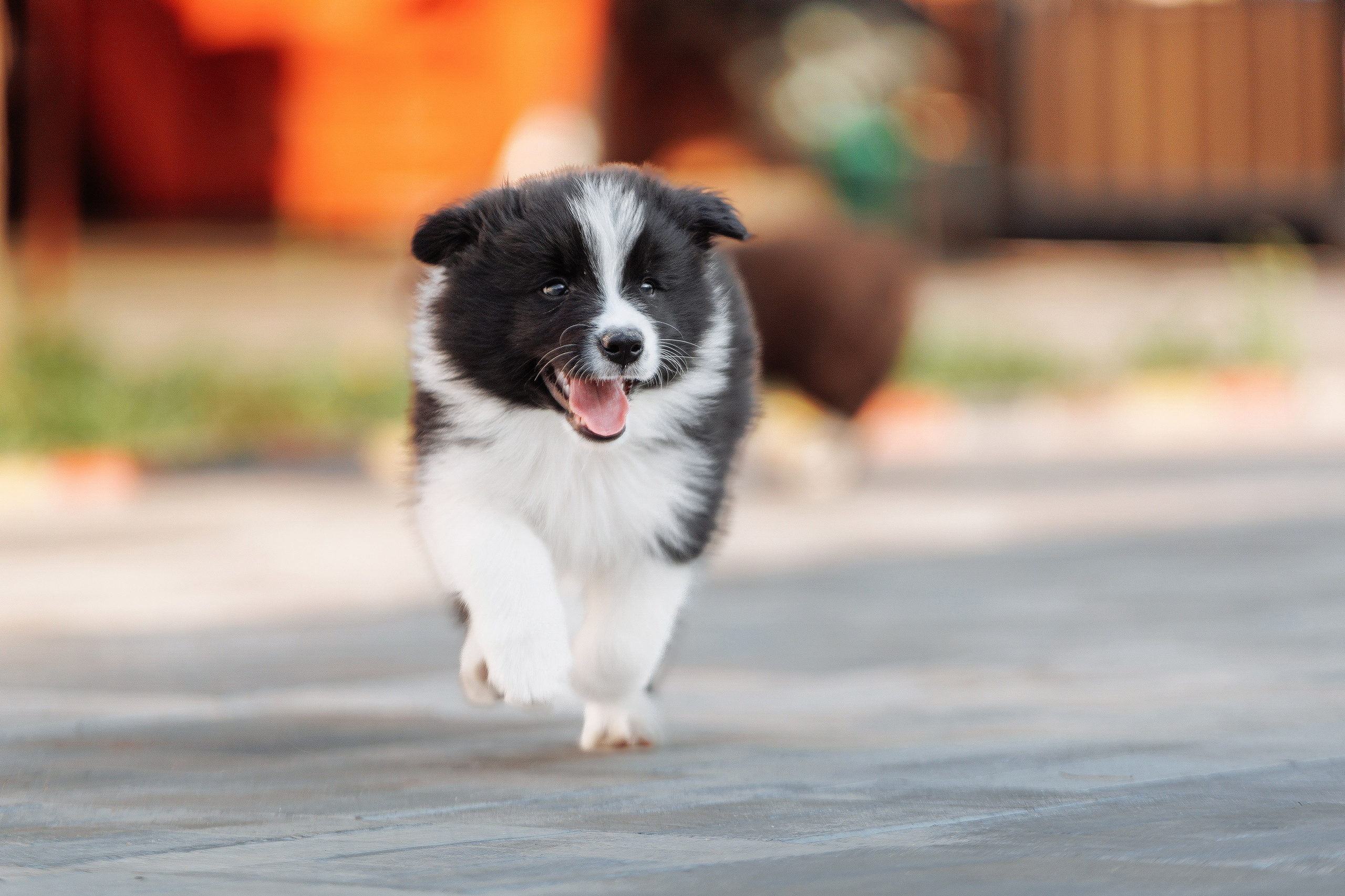 Пушистое. О нас