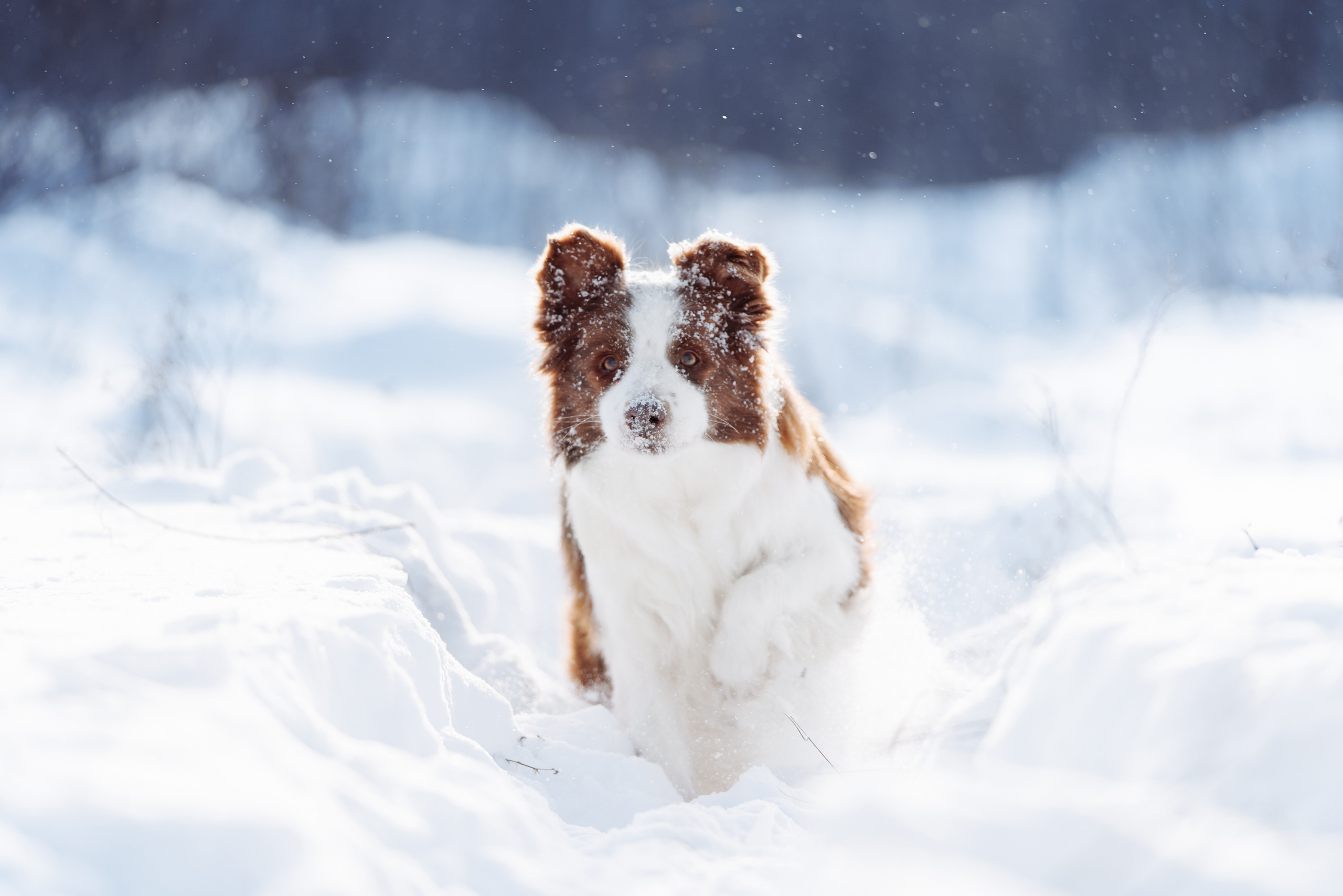 Яркий январь. О нас