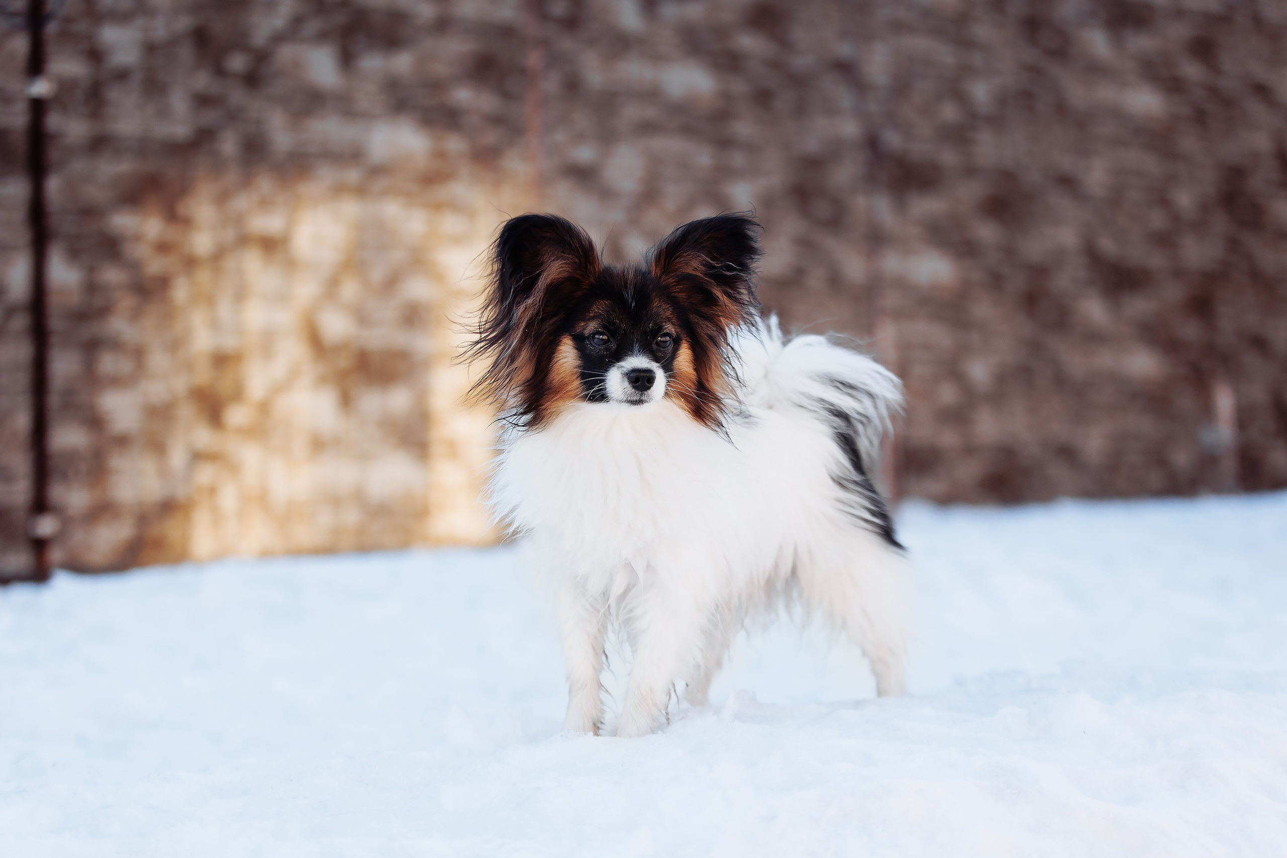 Пока таяло. О нас