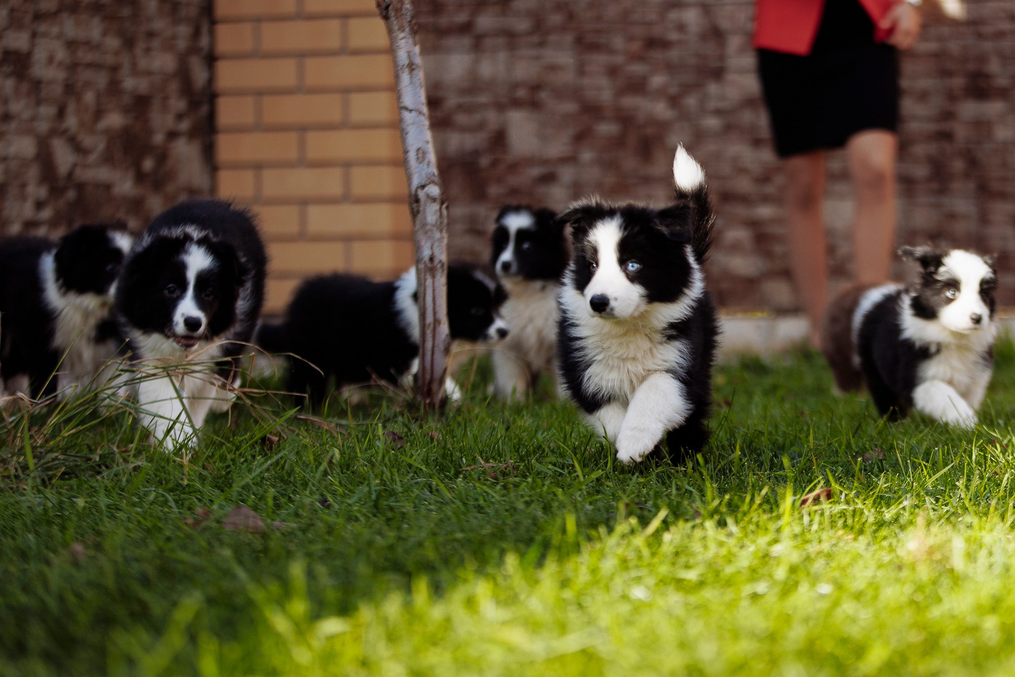 У дома с большой компанией от мала до велика. О нас
