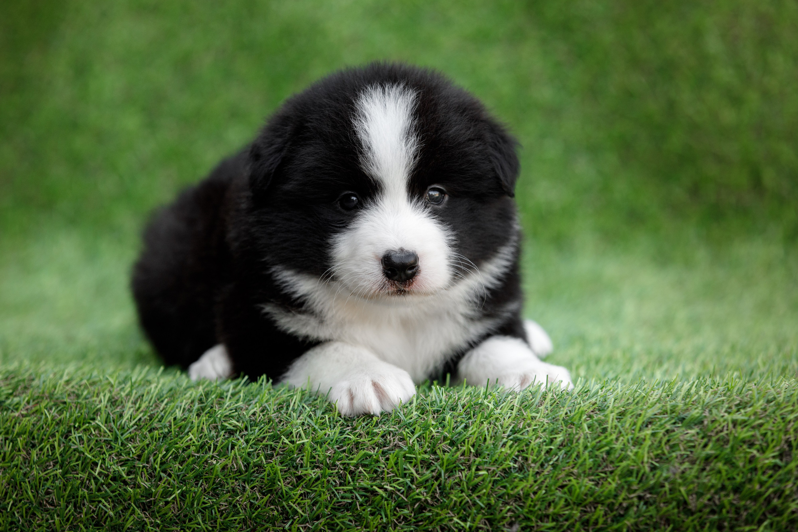 Смешарики. О нас