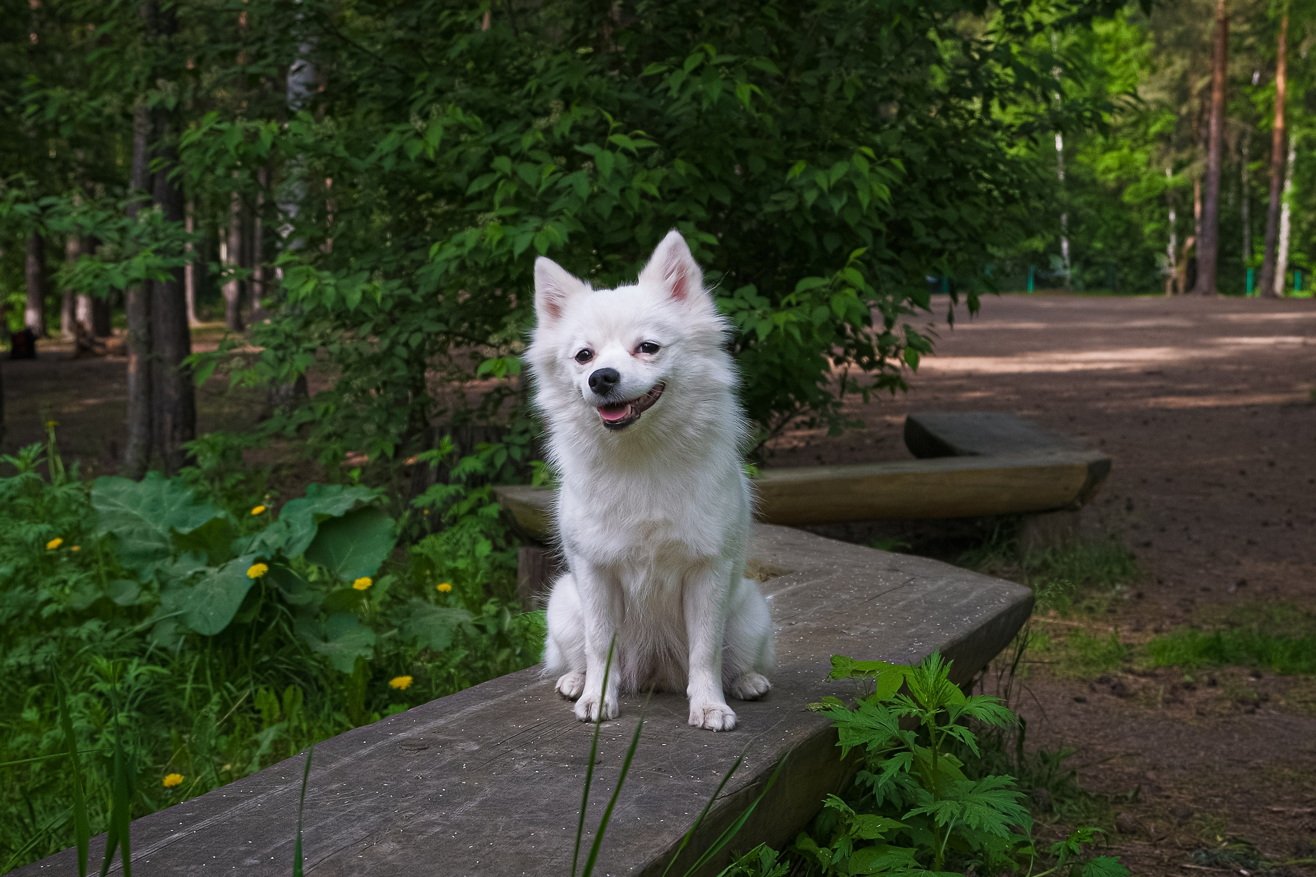 Съемка животных, собак, щенков, фото помета, портрет питомцев. Портретный и семейный фотограф в Перми Лена Лоза. Портрет для бизнеса