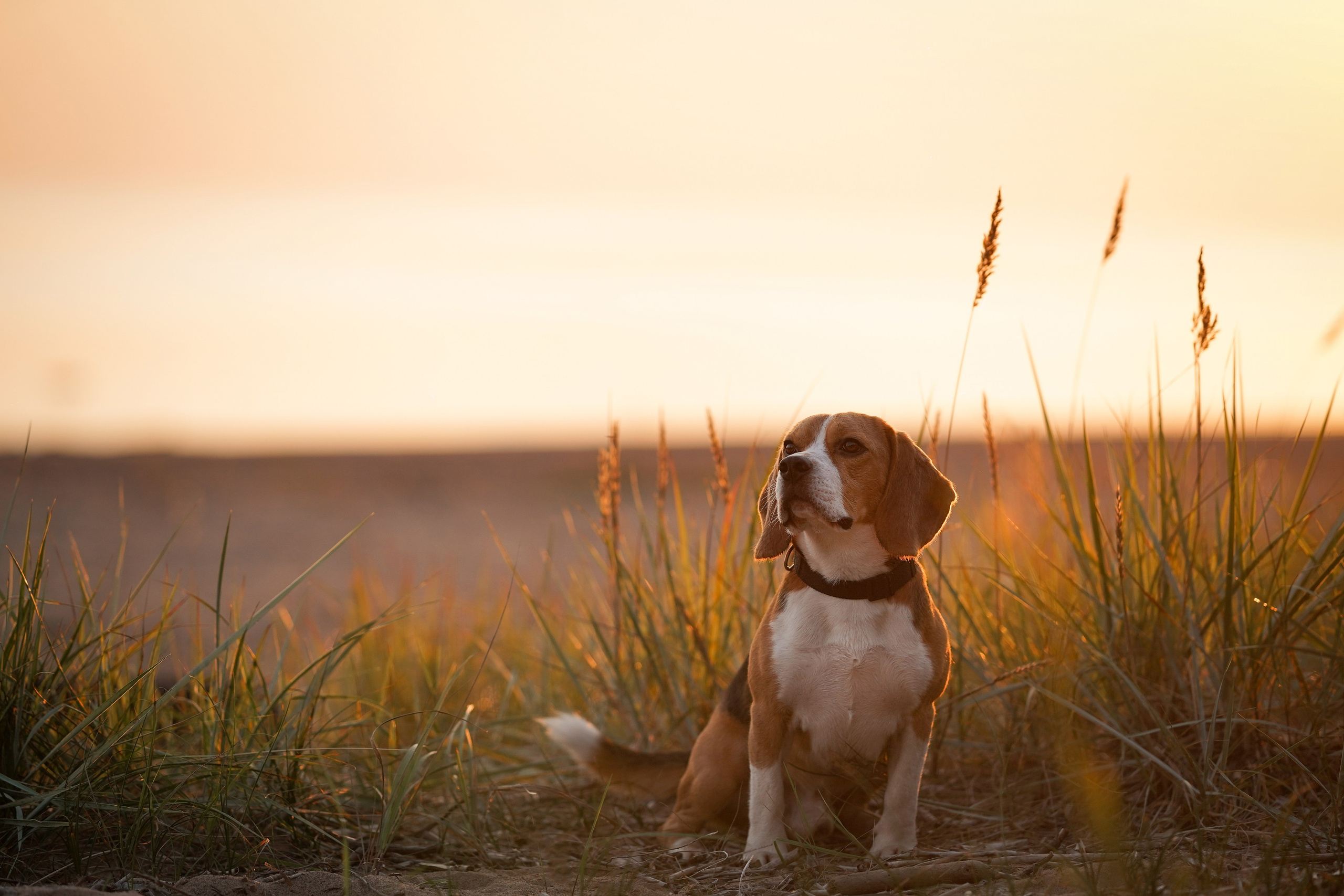 Оля Леша и Ричард. Фотограф-анималист в Санкт-Петербурге Яна Мартынова