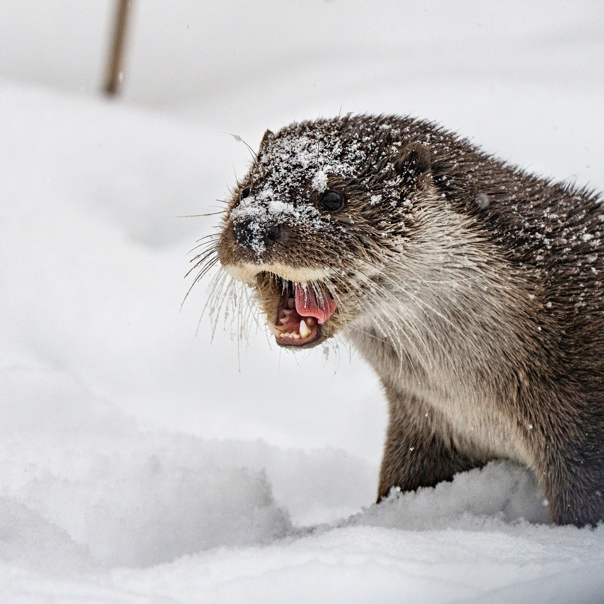 Зимой в Белоруссии. Фотограф Владимир Остапенко