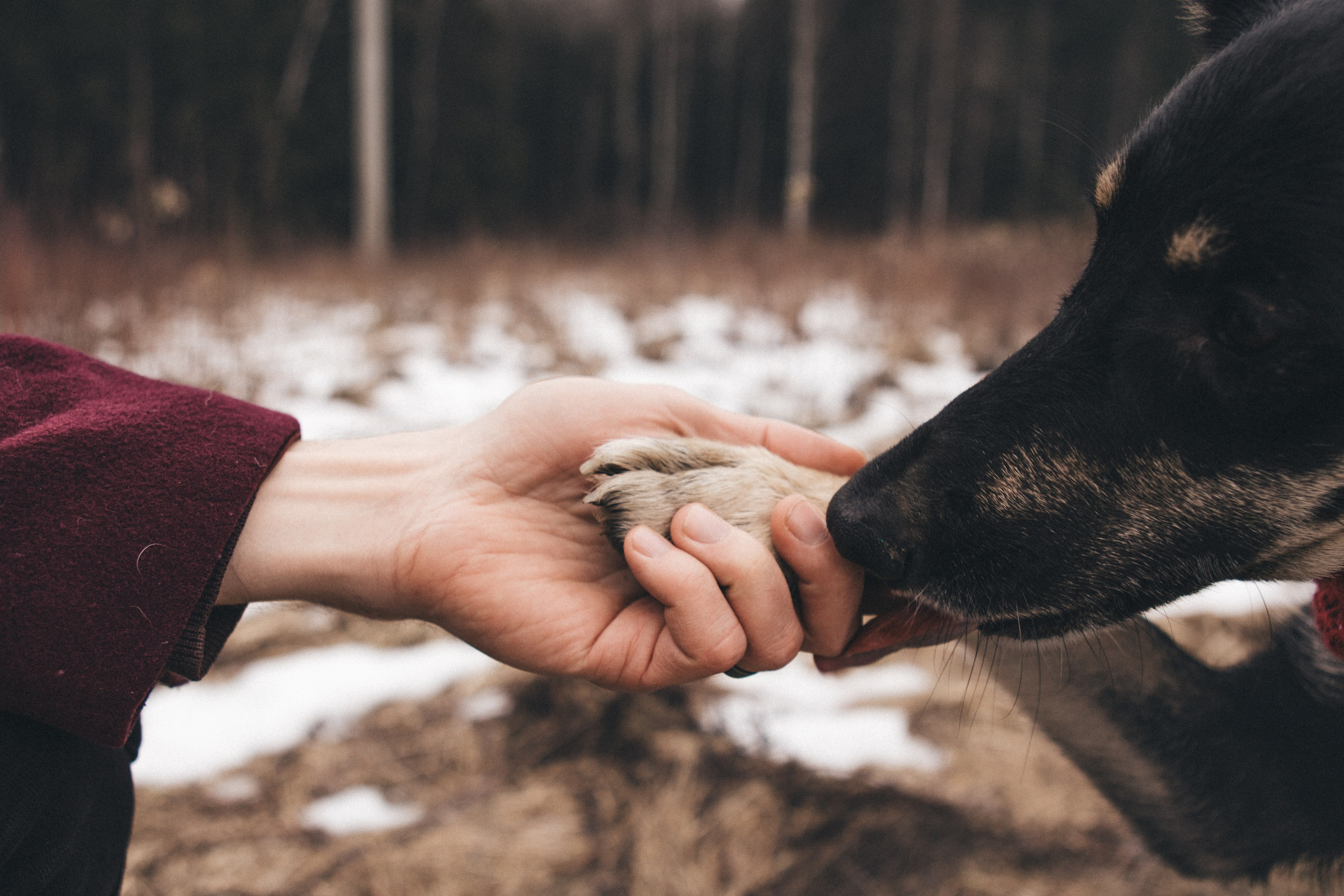 A cinematic tale of true love and unbreakable friendship between a man and a dog. Portrait, family and pet photographer in Cyprus, Ksenia Bourdelle