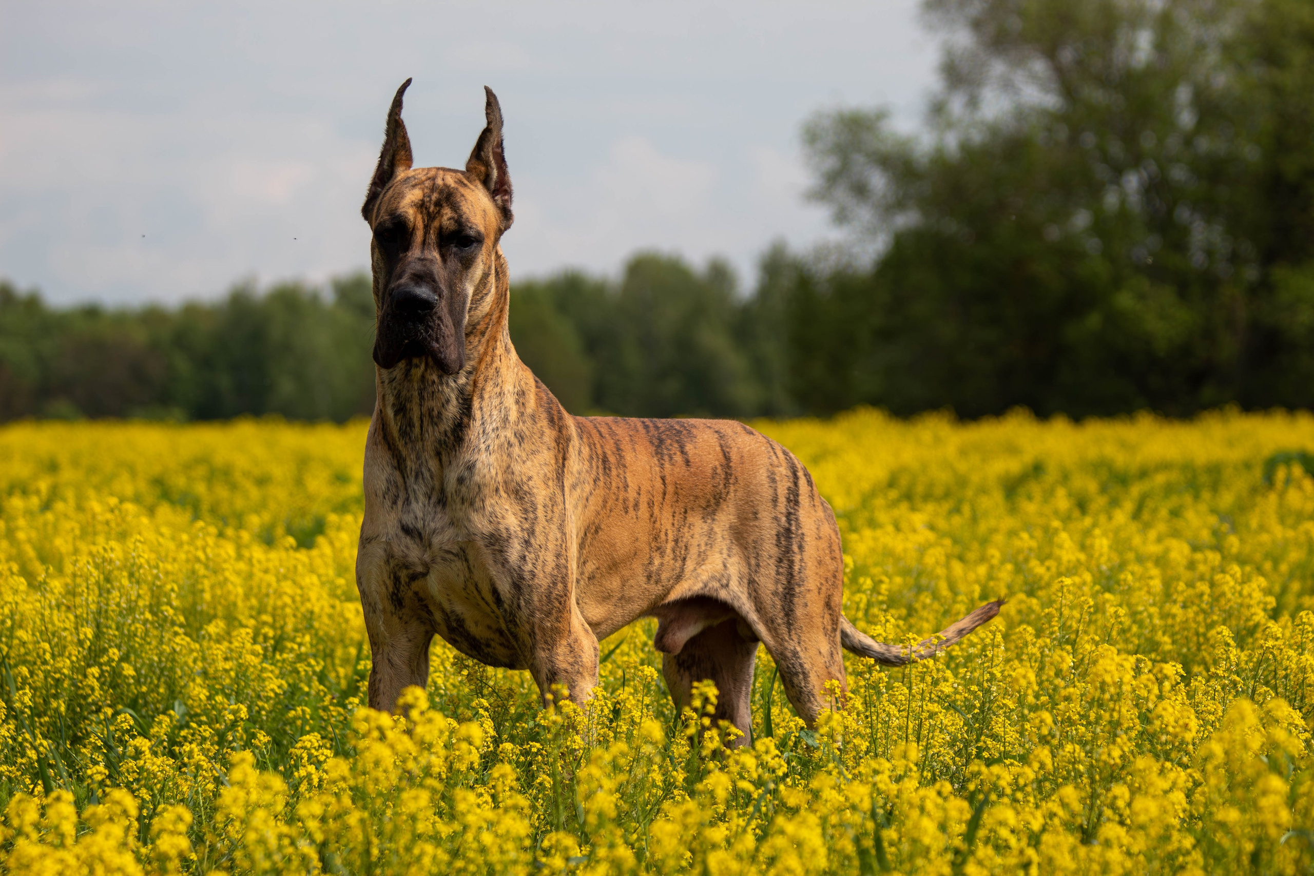 Фотосессия с животными. Фотограф анималист — Тула, Москва