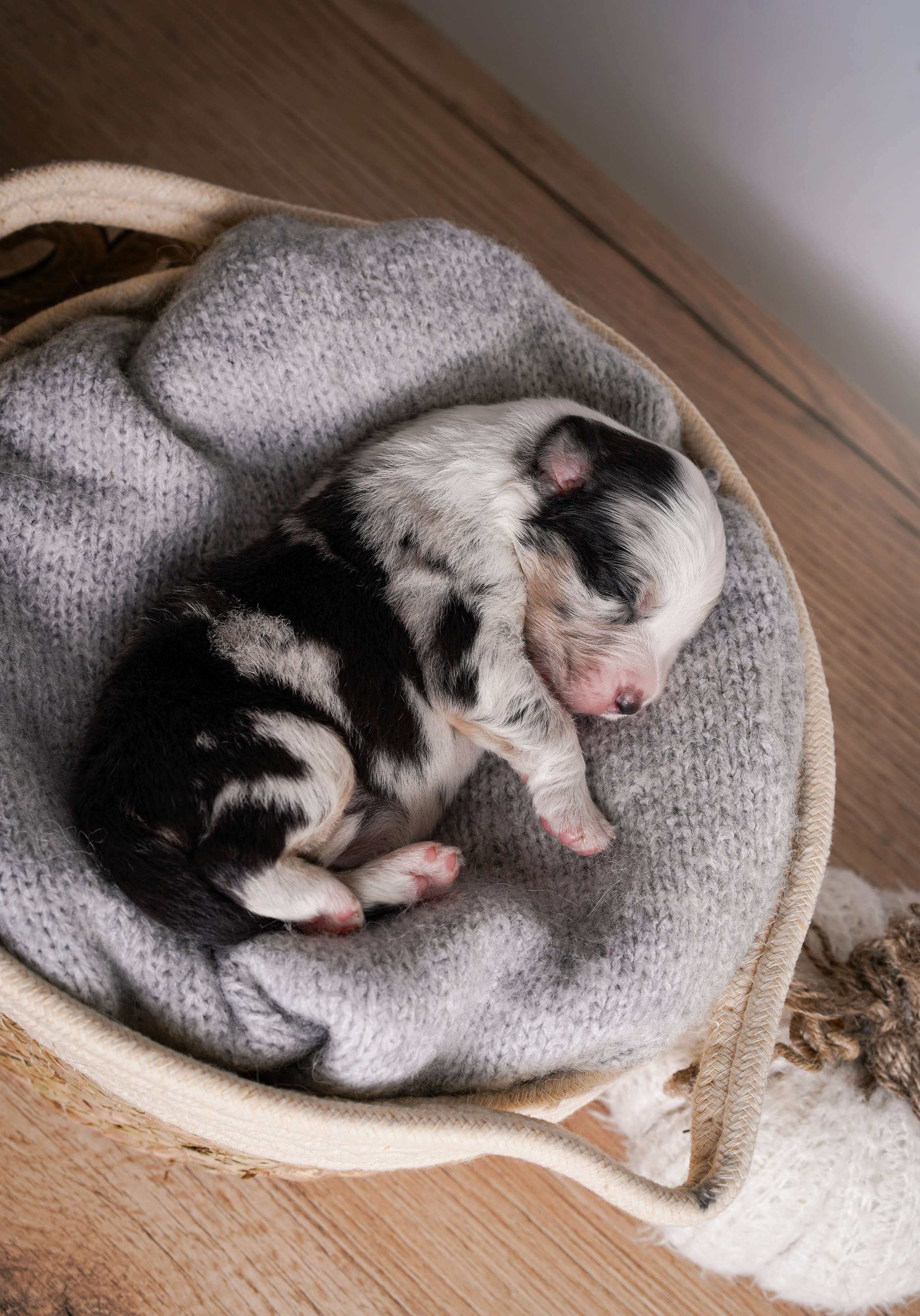 Щенки аусси. Фотограф-анималист в Санкт-Петербурге Яна Мартынова
