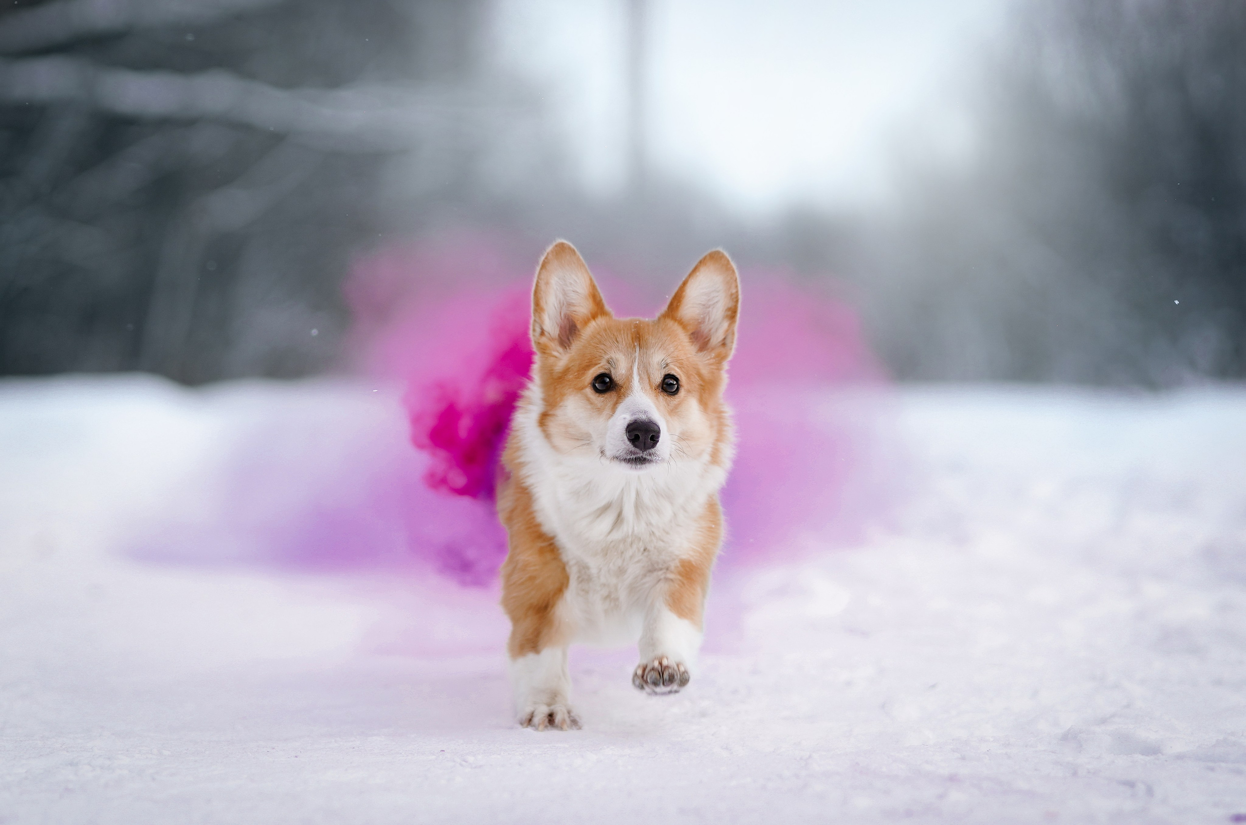 Кристина и Лаки. Фотограф-анималист в Санкт-Петербурге Яна Мартынова