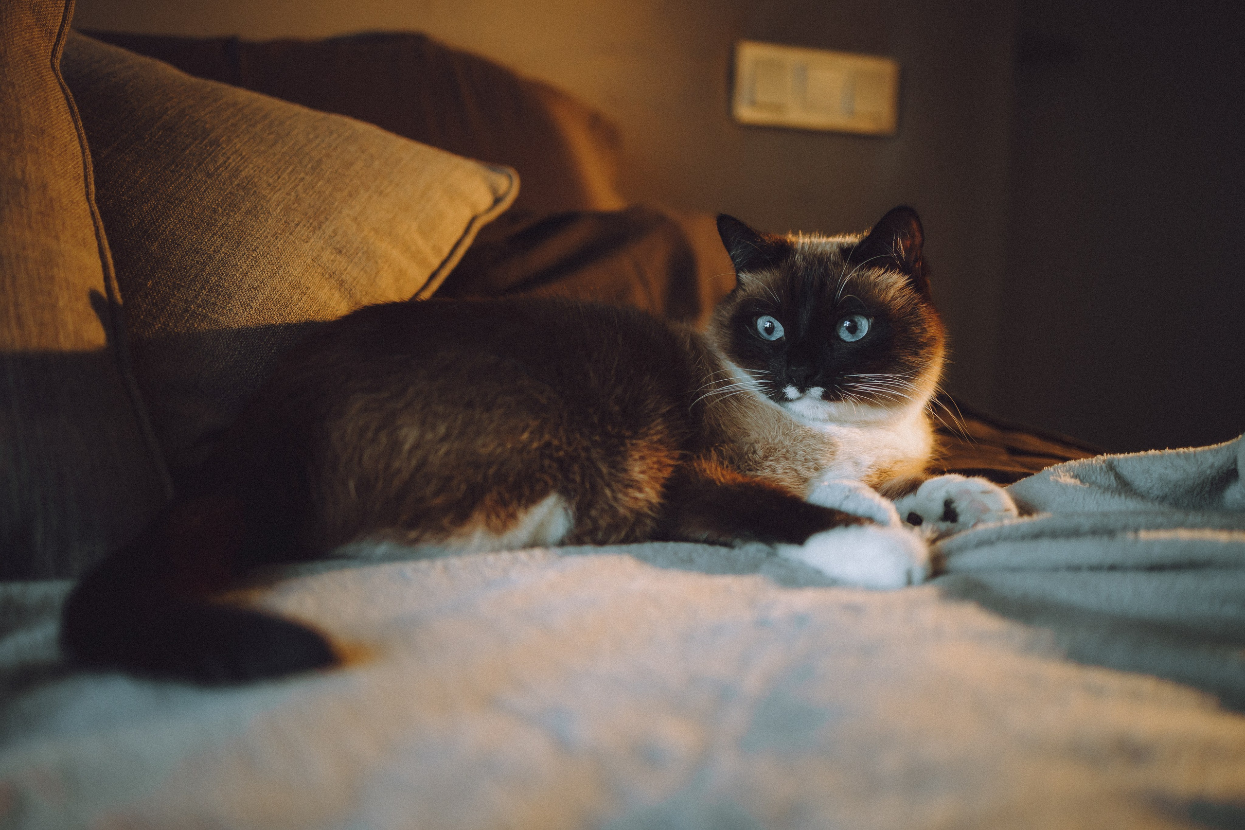 Наташа, Маруся и Зефир