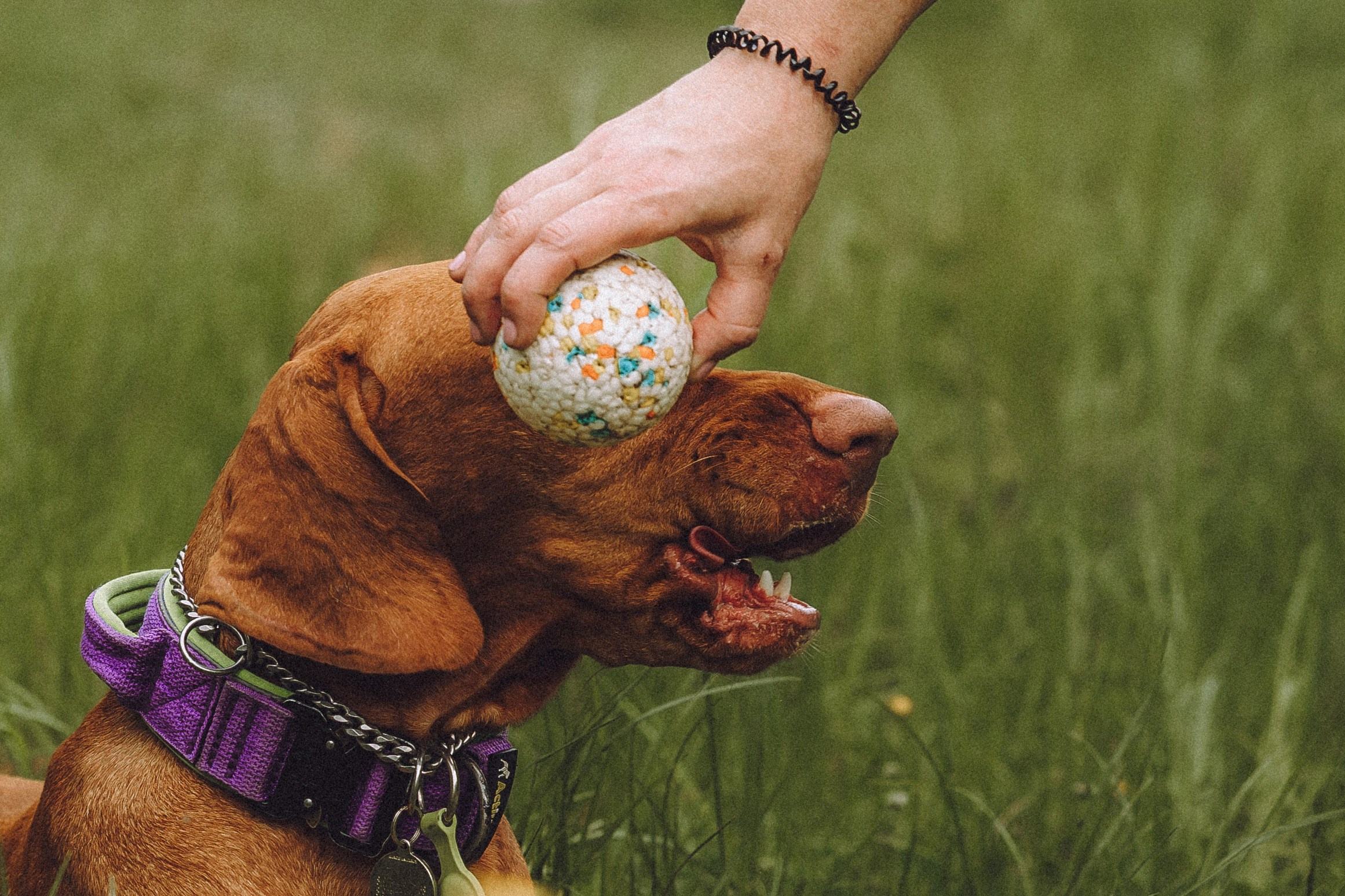 Груша, Данни, Фунтик и их семья