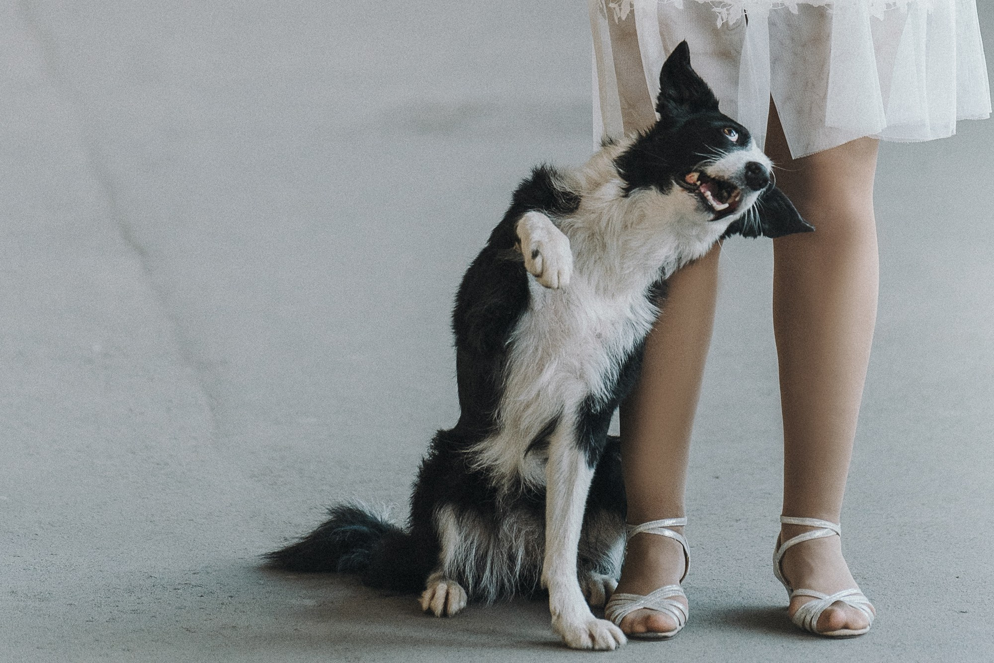 Таня, Марта и Клипса. Фотограф анималист в Москве и Санкт-Петербурге Свиридова Анна