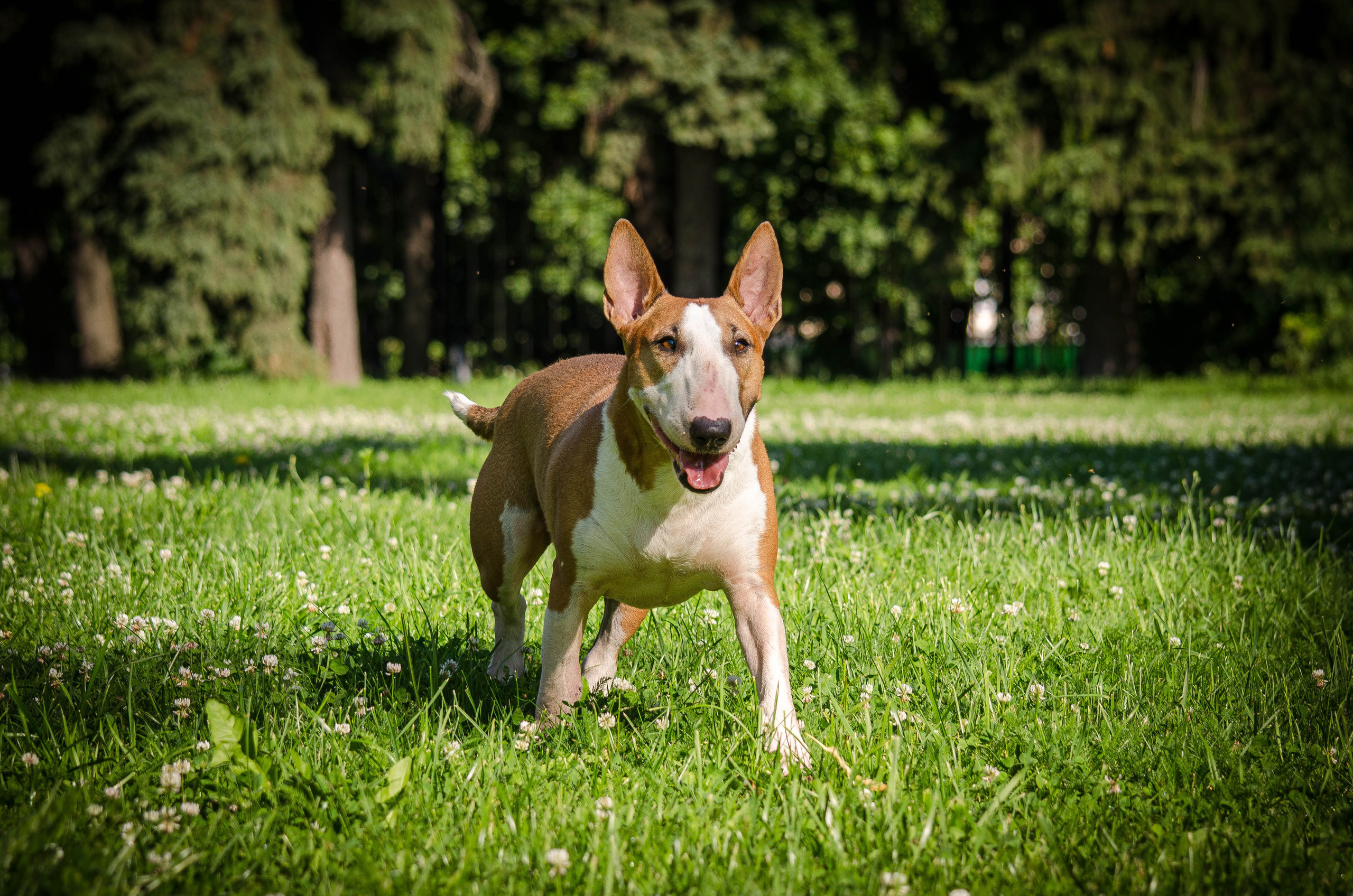 Пуля. Фотограф Светлана Блинова, Москва и Московская область