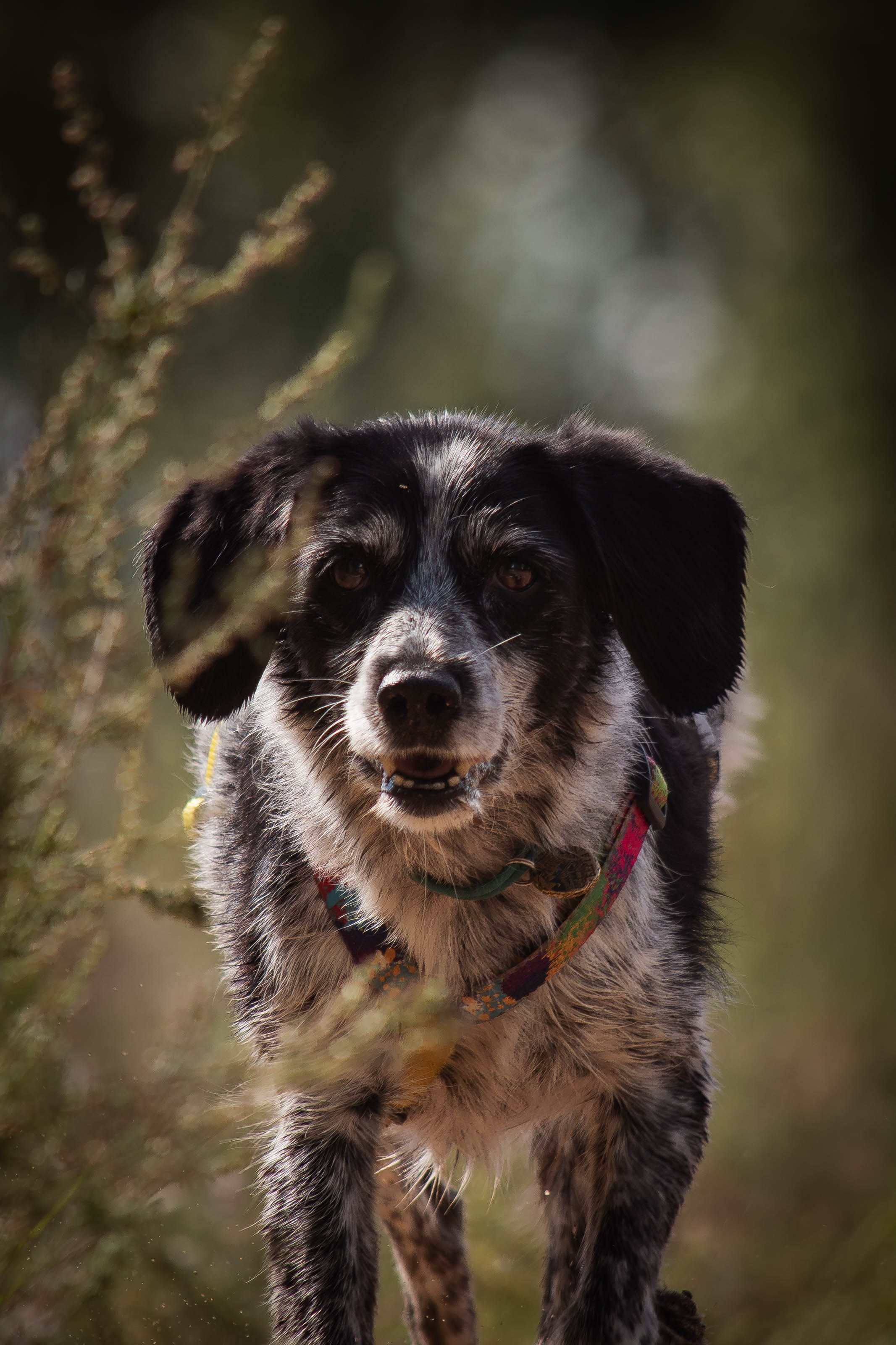 Берта, Ангелина и Витя. Фотограф Светлана Блинова, Москва и Московская область